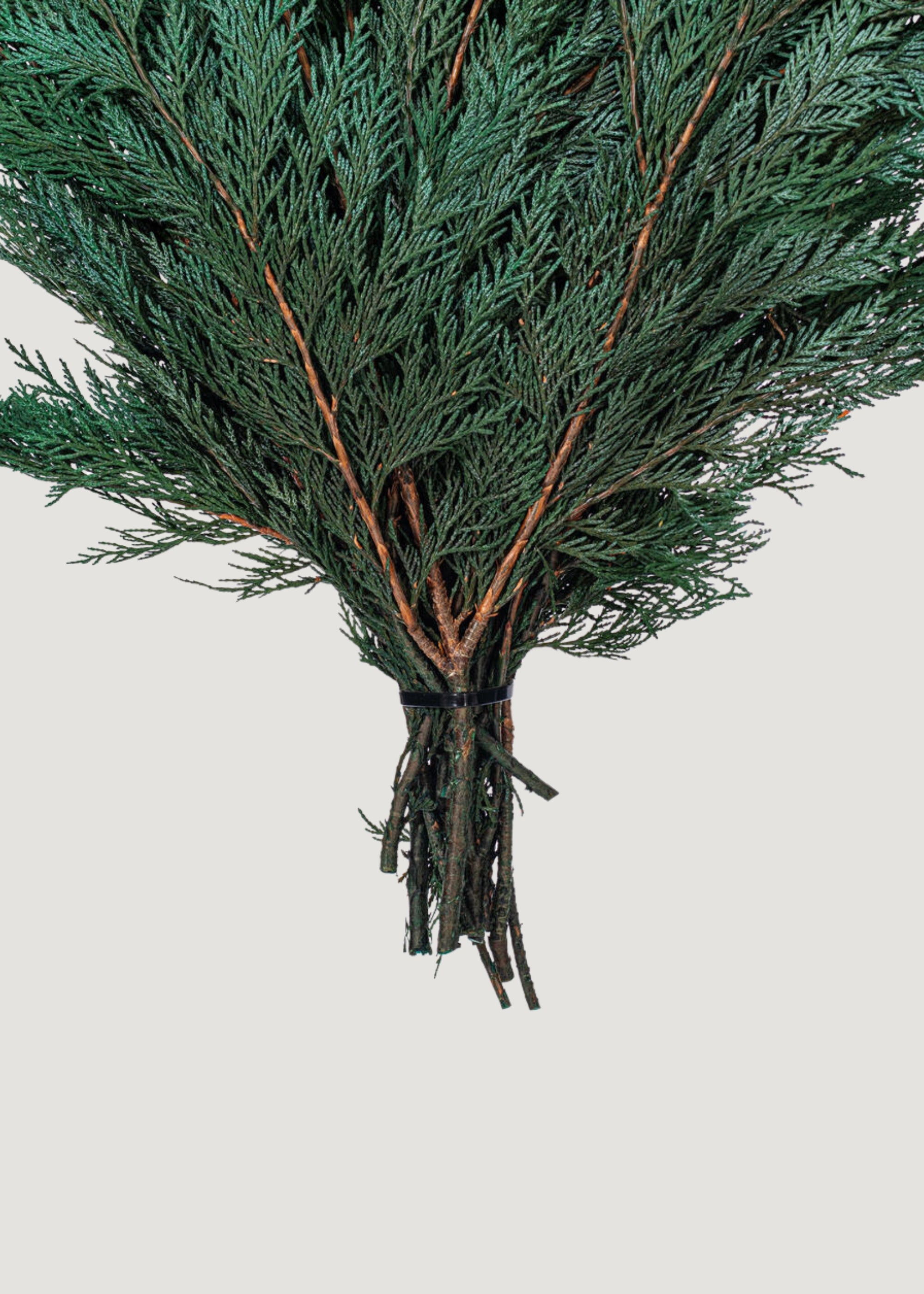 Bundle of Preserved Cedar Branches