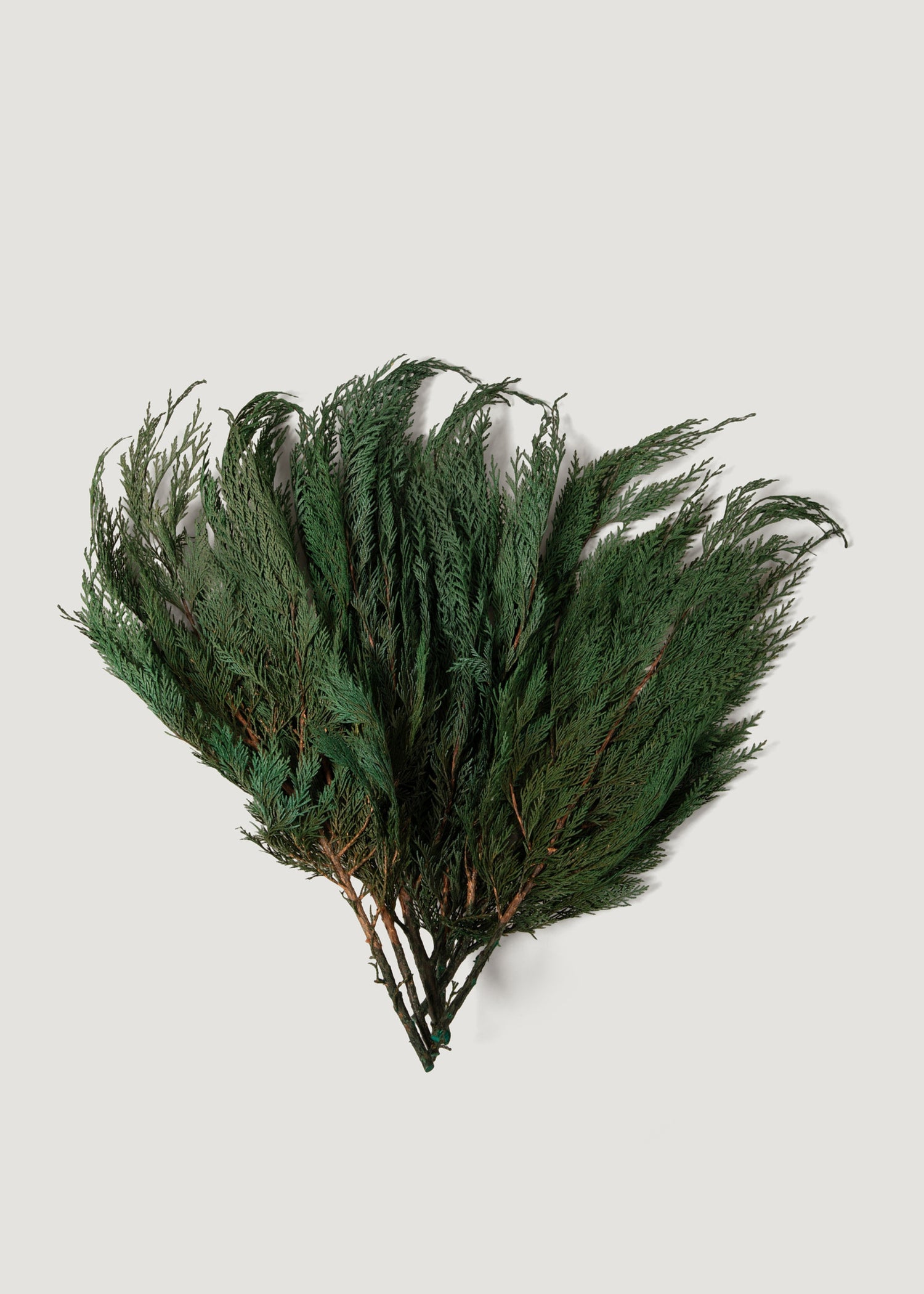 Preserved Cedar Branch Bundle
