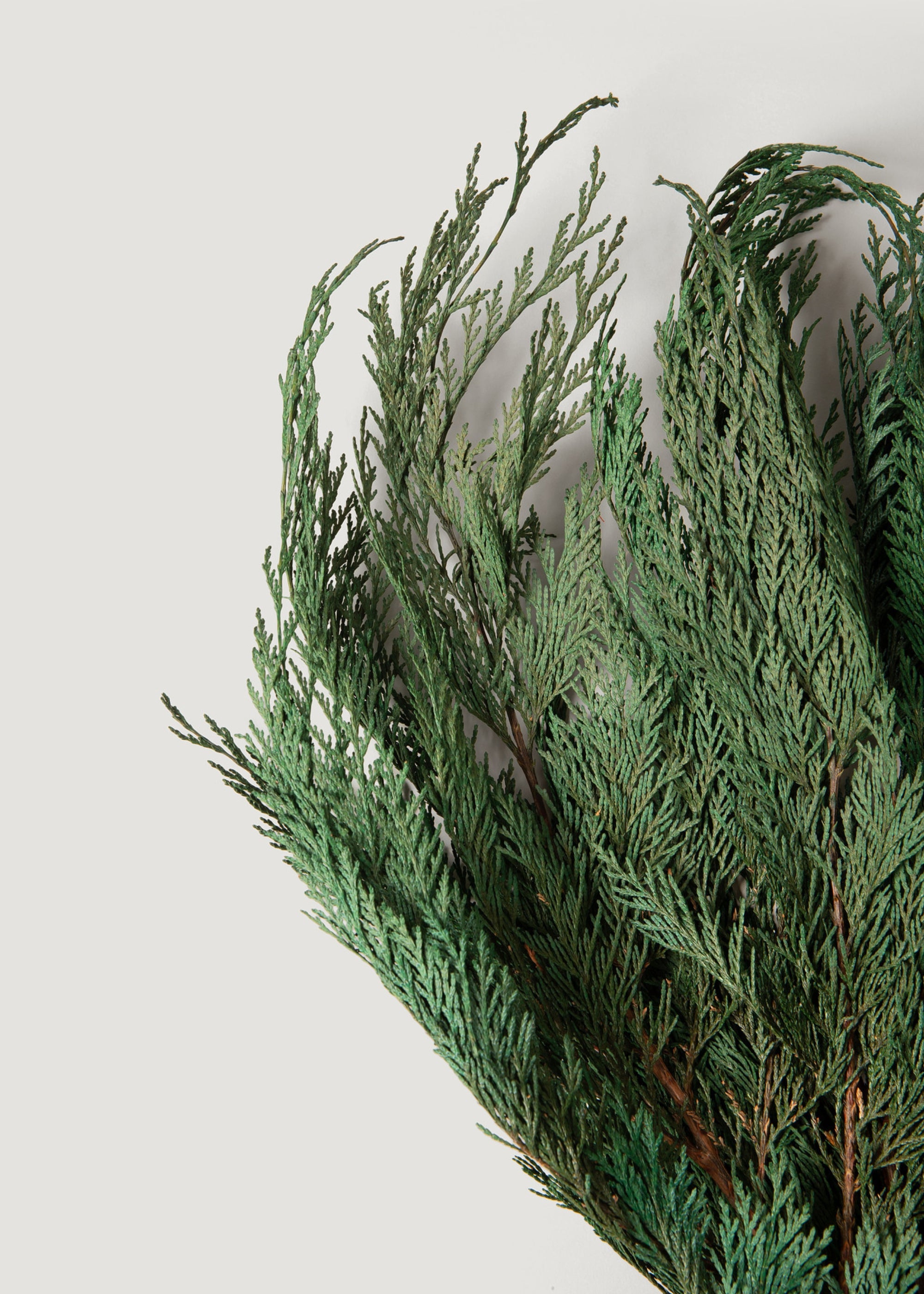 Preserved Cedar
