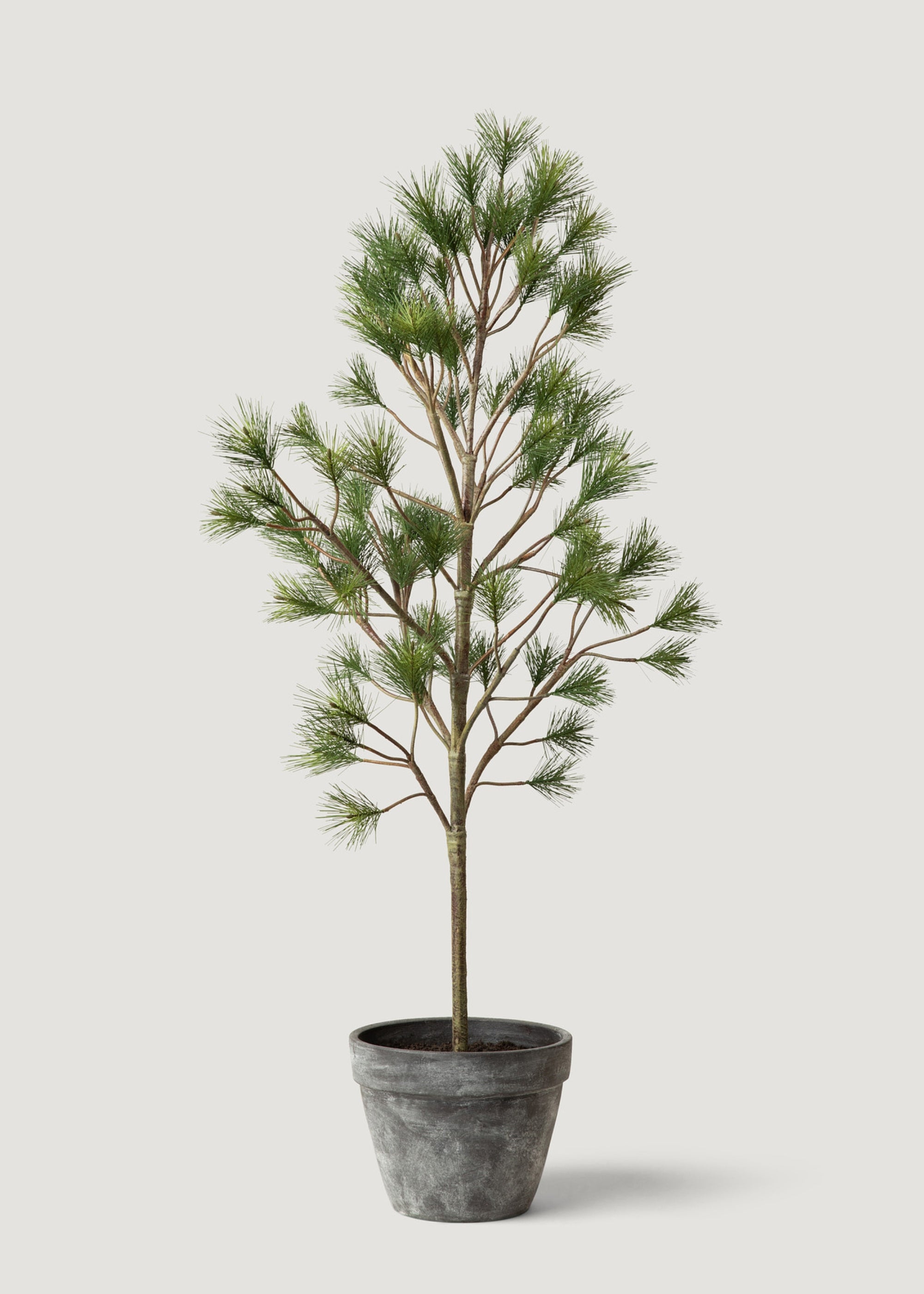 christmas tree potted plant Potted Forest Pine Tree