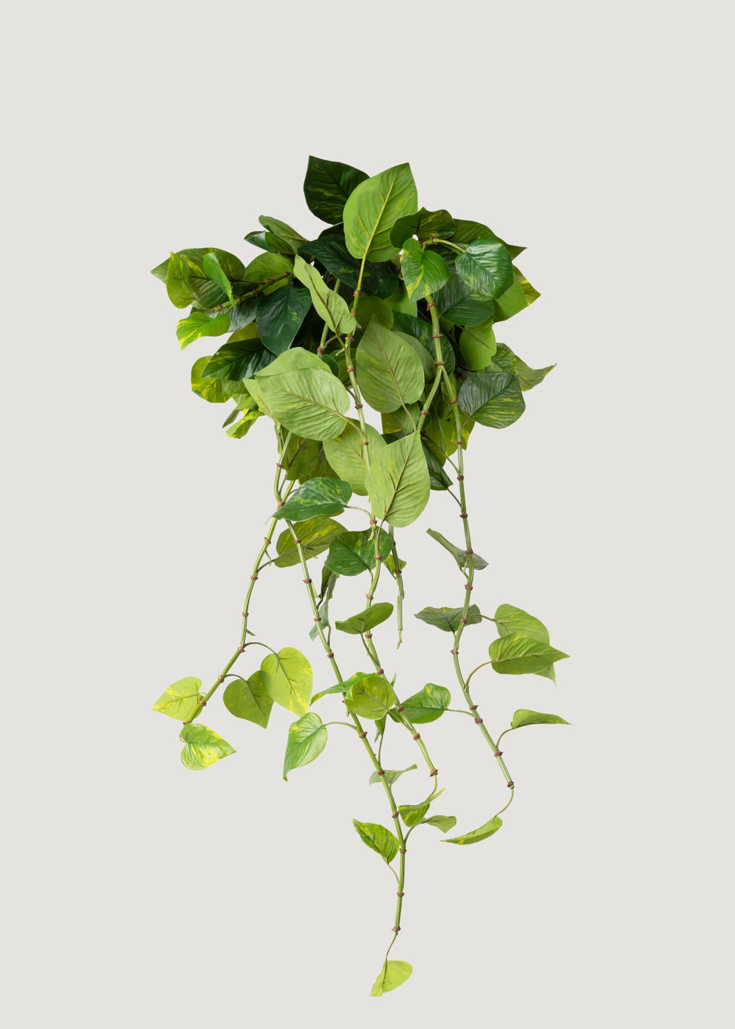 Natural Touch Pothos