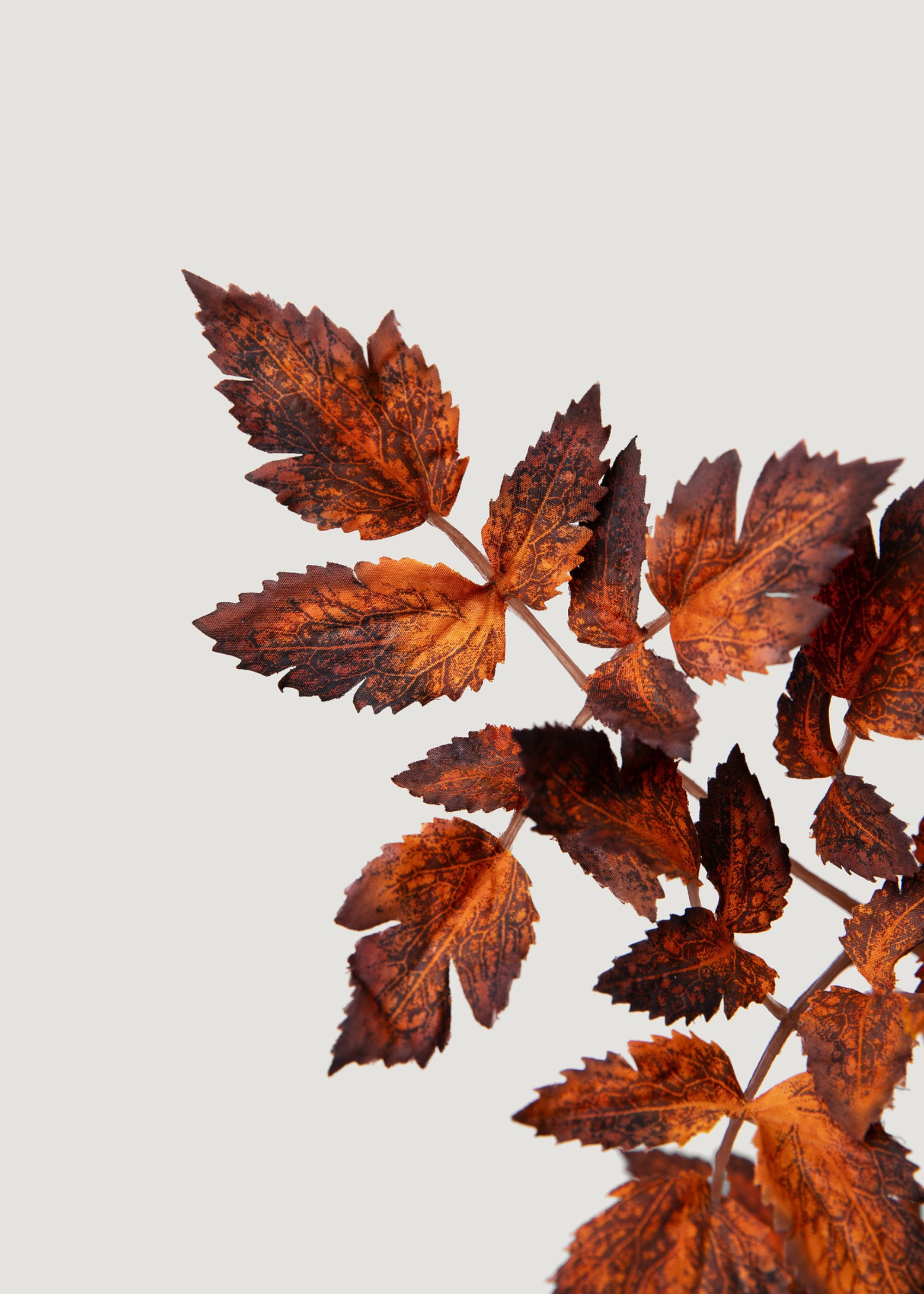 Faux Brown Cimicifuga Leaves