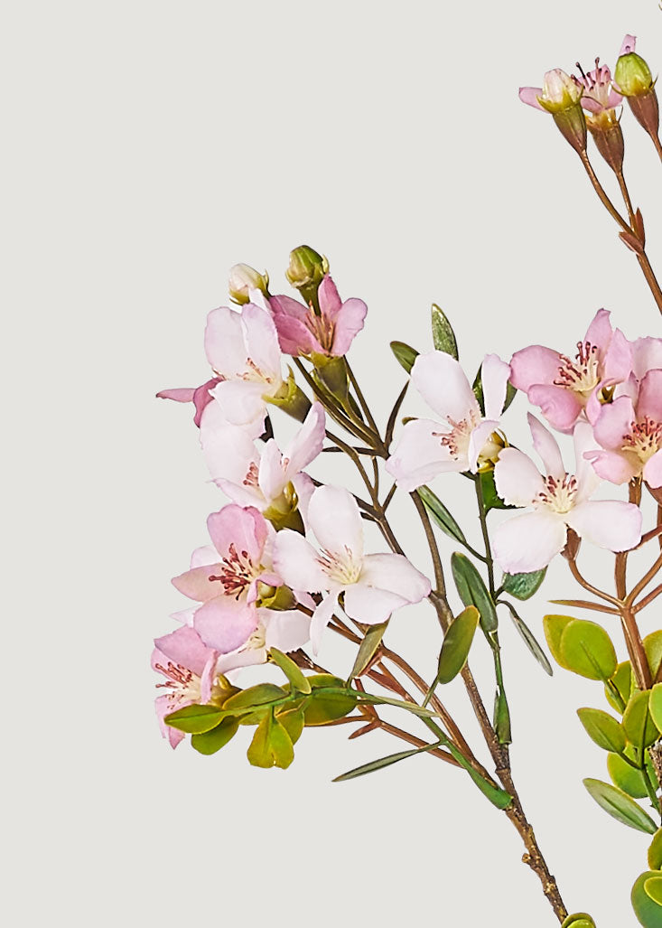 Close-up of lavendar blossoms