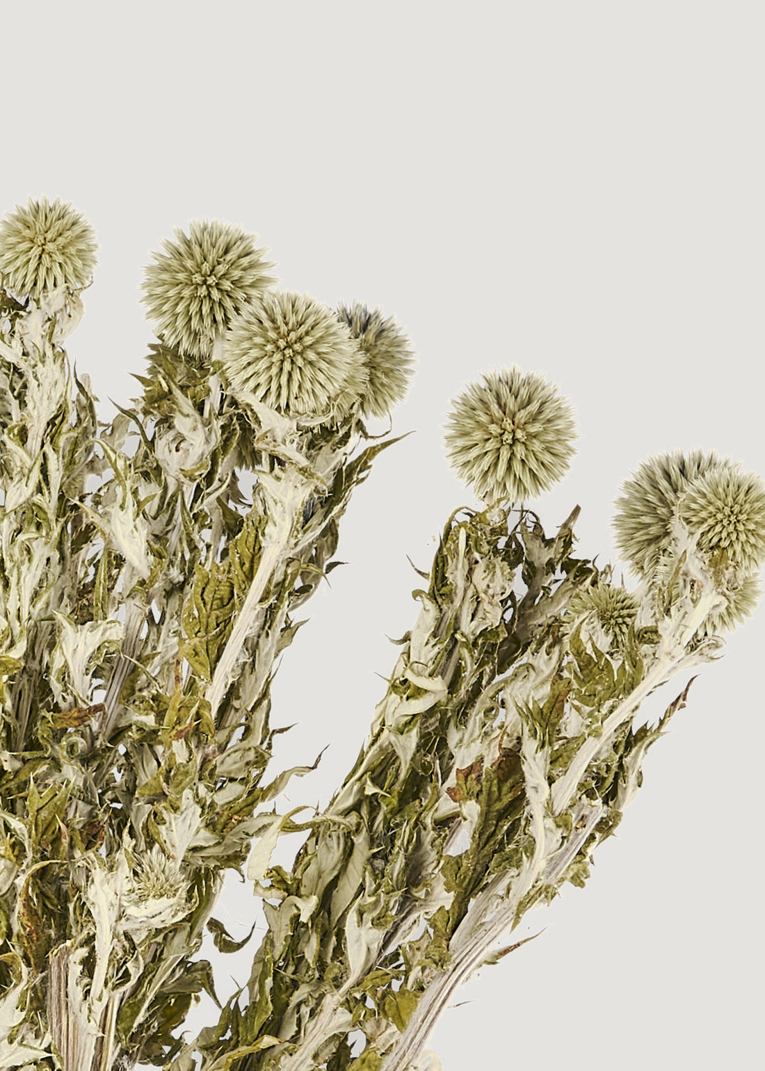 Green Dried Echinops