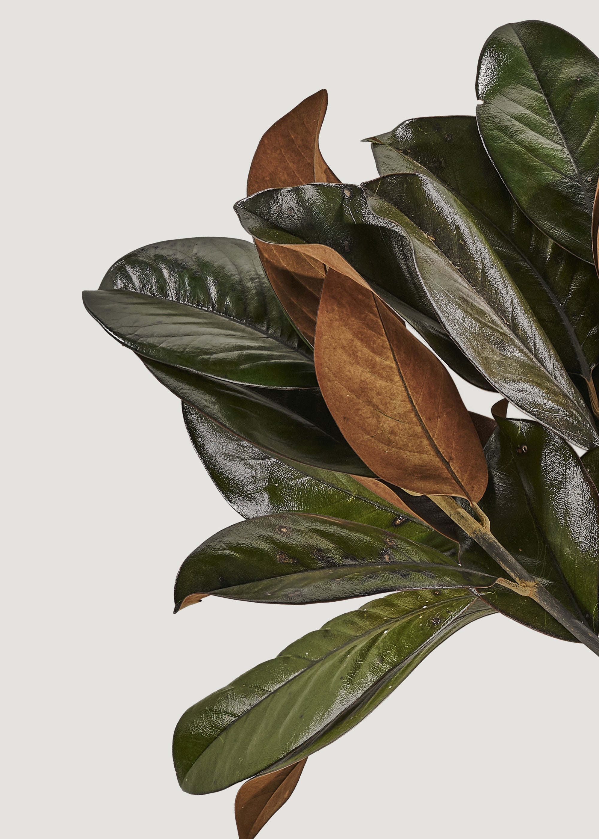 Close-up of a natural magnolia leaves