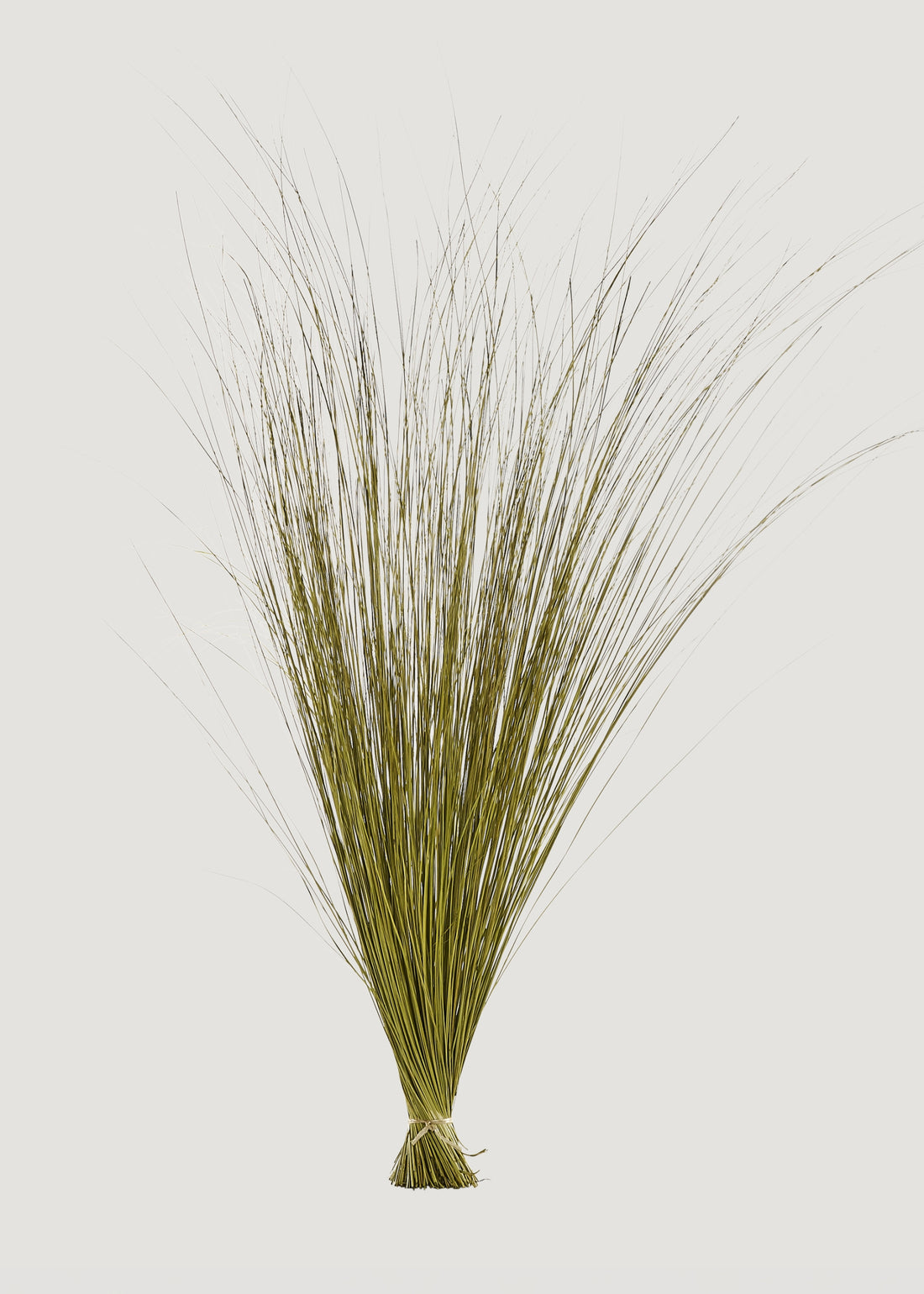 Dried Green Fountain Grass