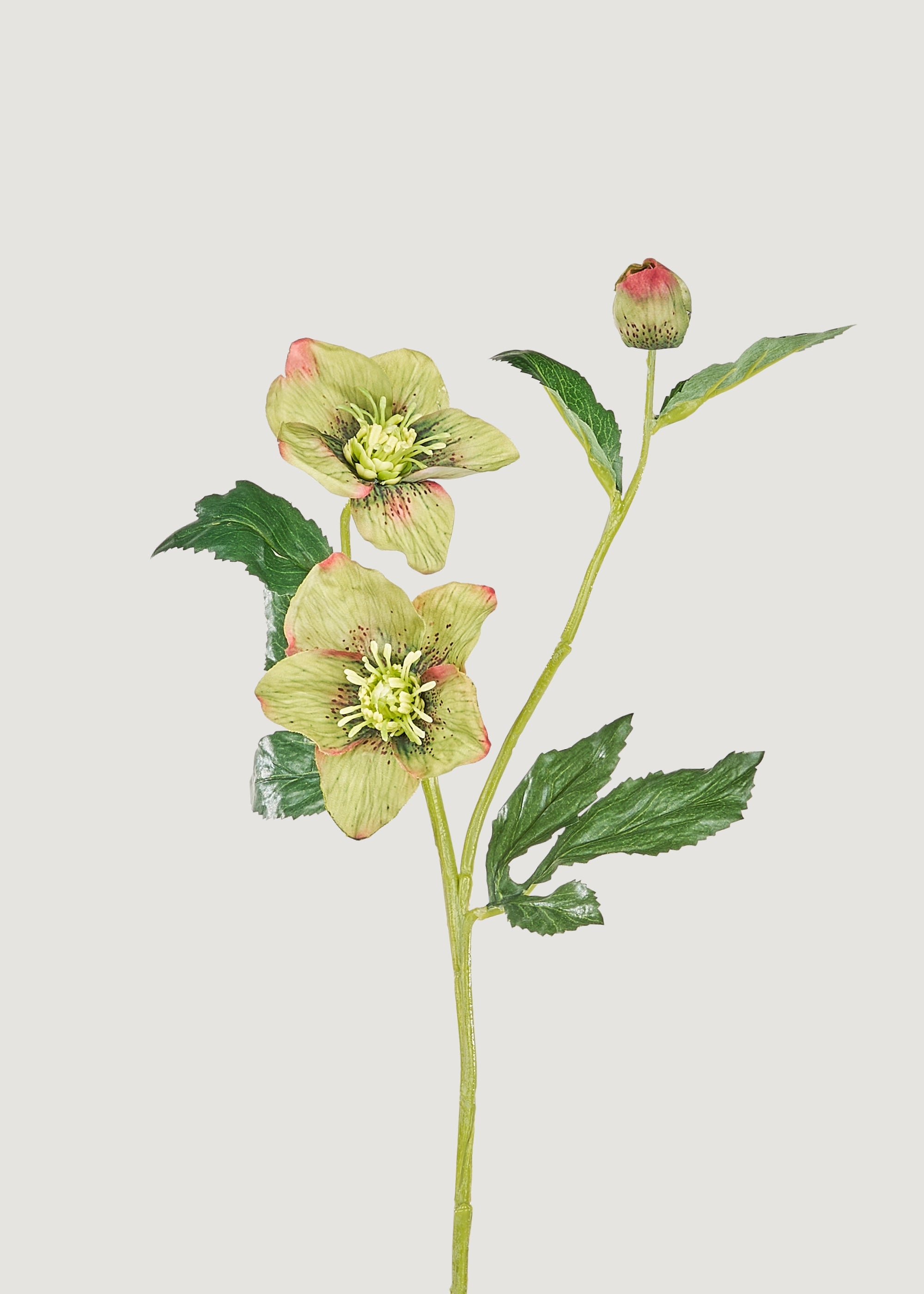 Green Burgundy Artificial Helleborus Flower