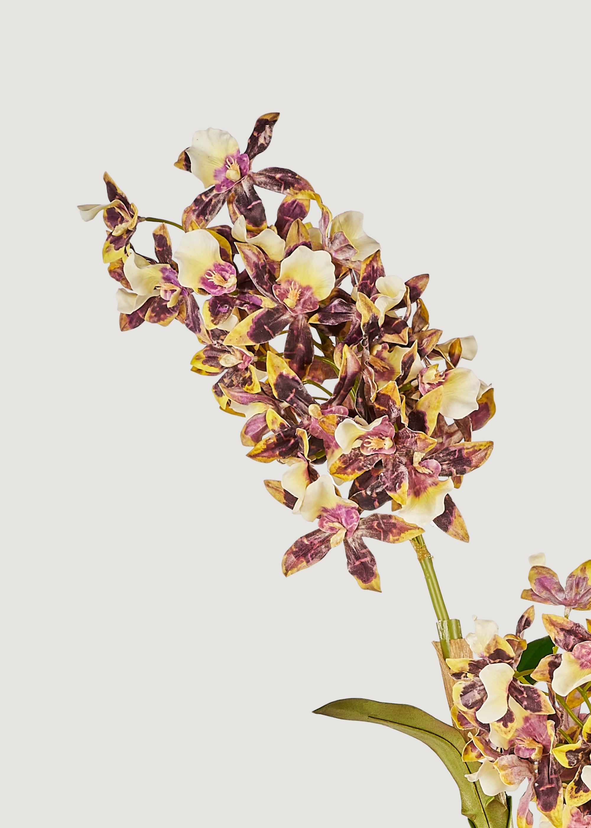 Close-up of Brown and White Artificial Dendrobium Orchid