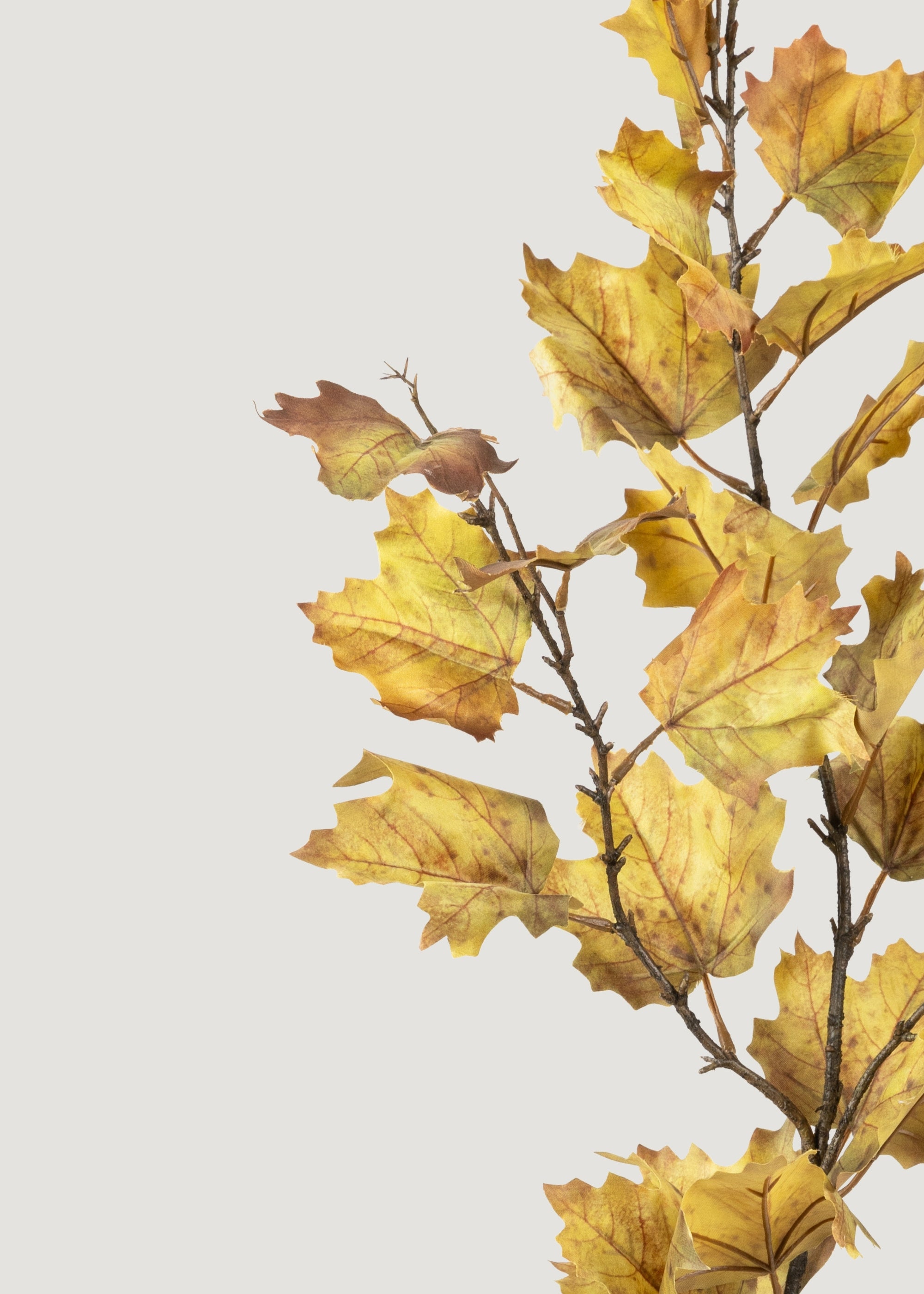Close-up of Autumn Green Fake Maple Leaves