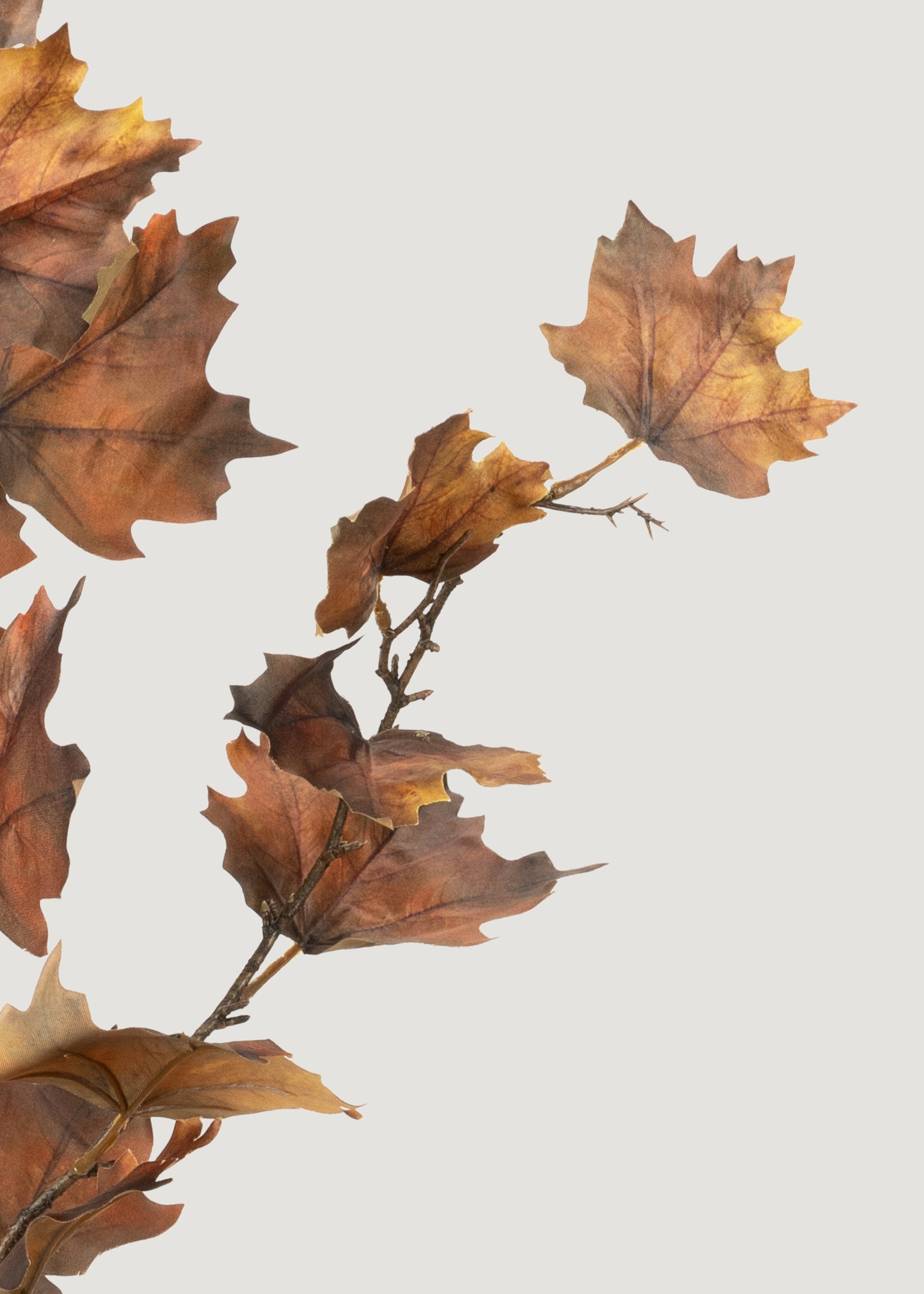 Close-up of Nutmeg Brown Maple Leaves