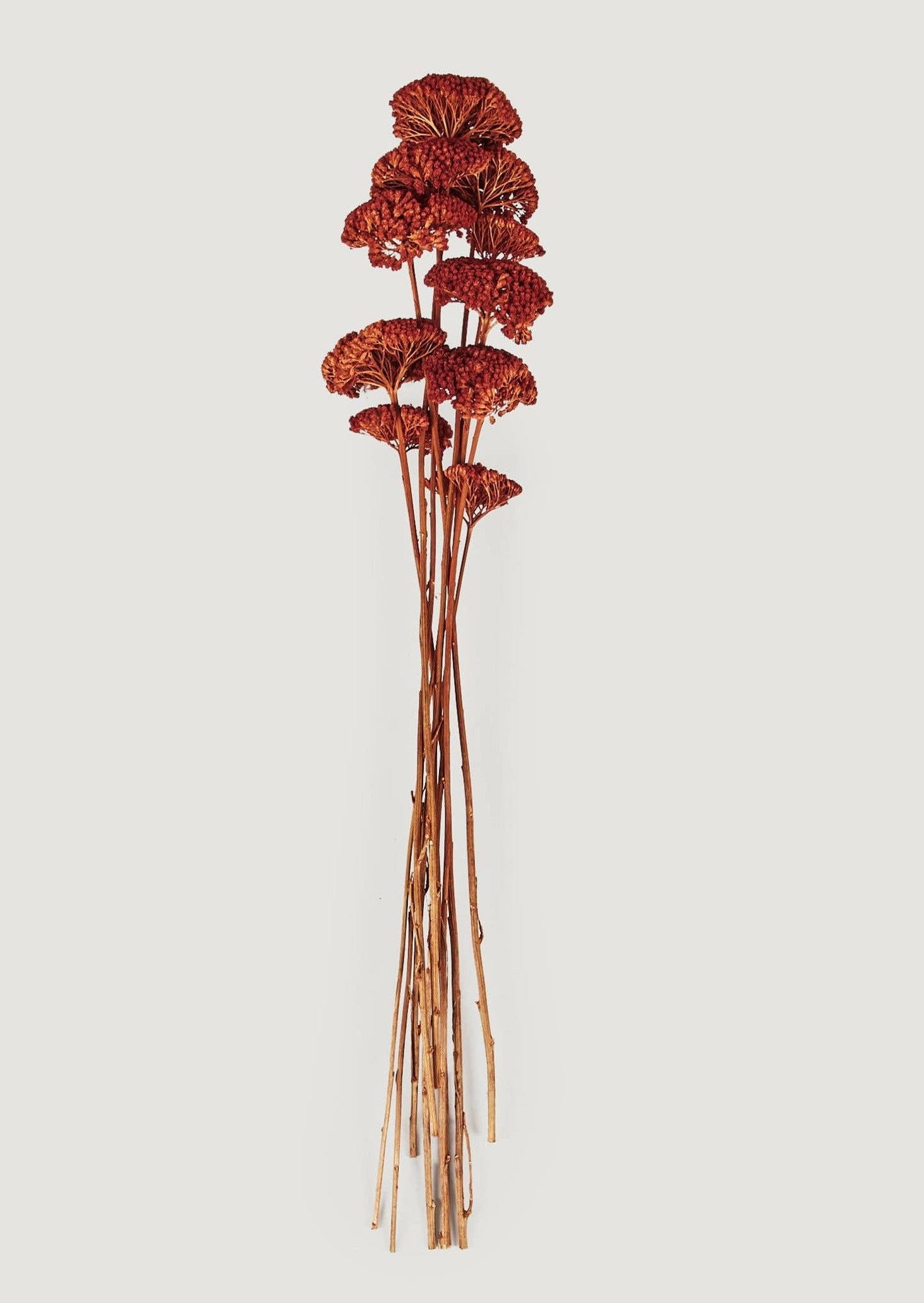 Burnt Orange Dried Yarrow Flowers at Afloral