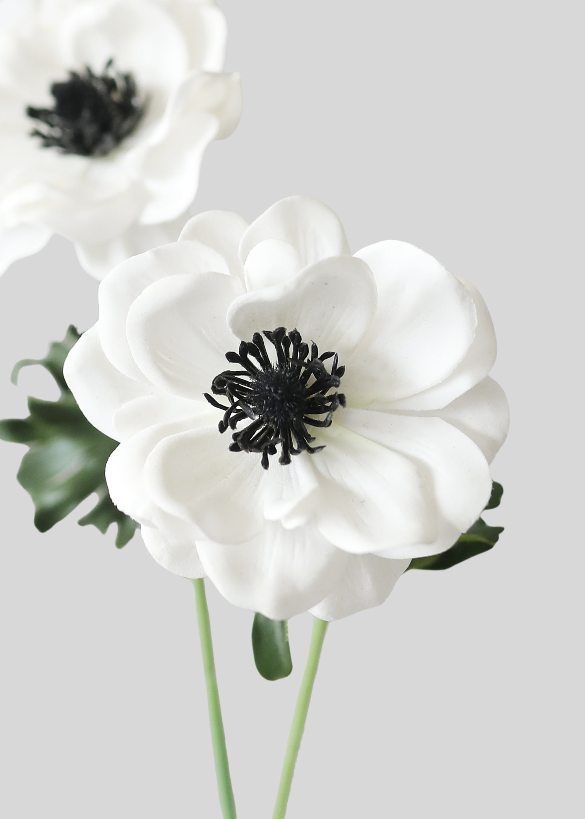 Close-up of Faux White Anemone