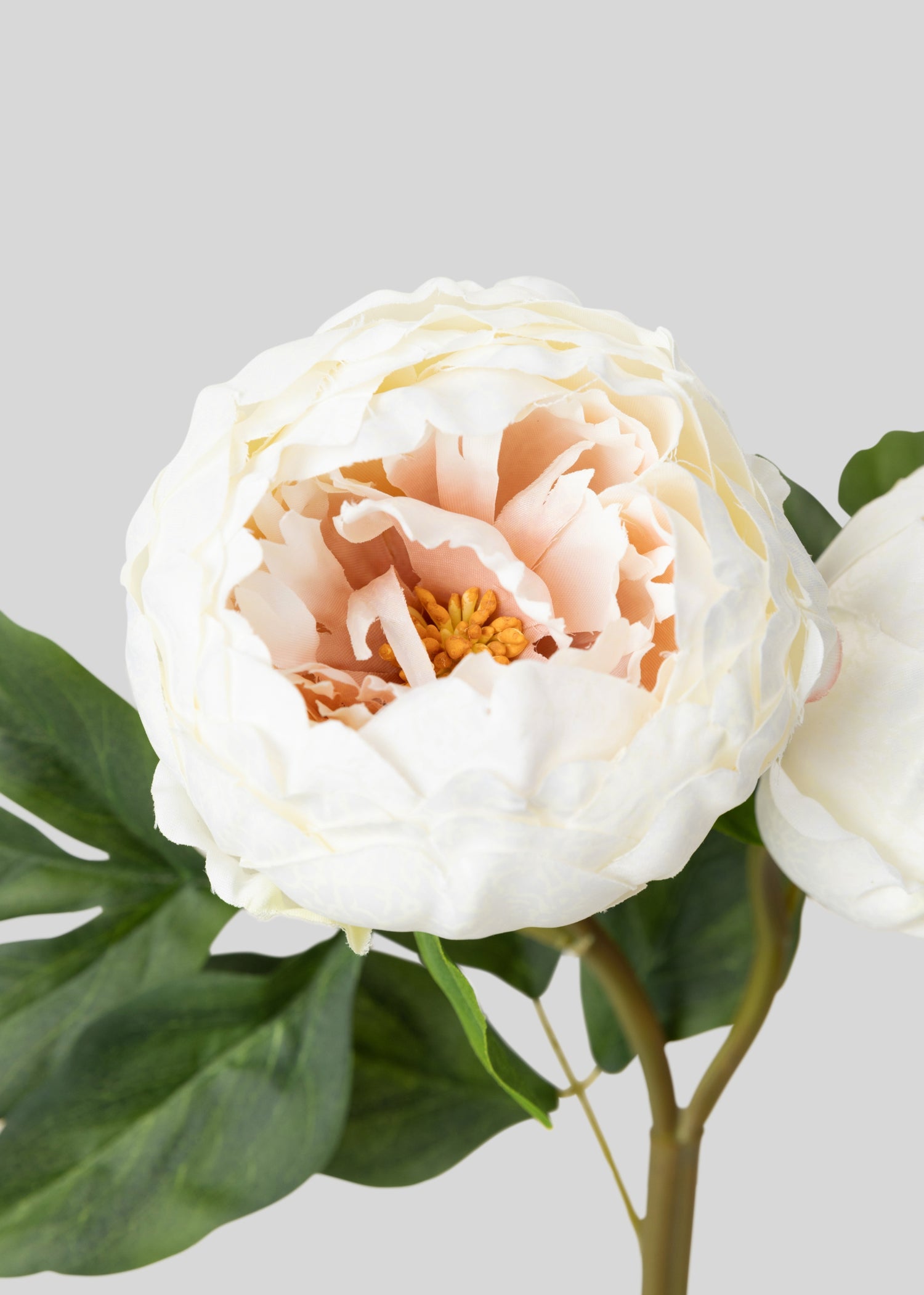 Close-up of Cream Peony Fake Flower