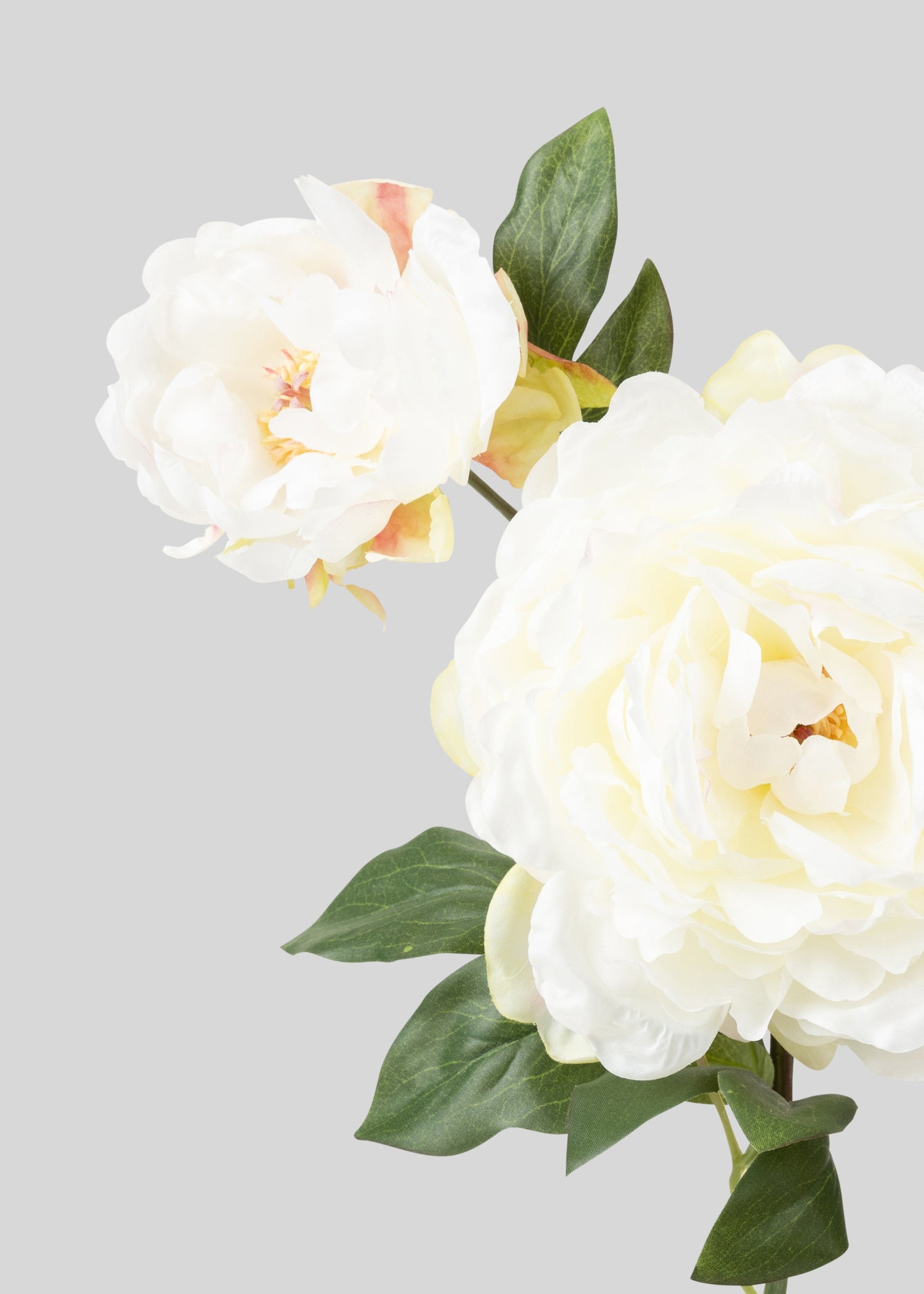 Close-up of Cream Fake Peony