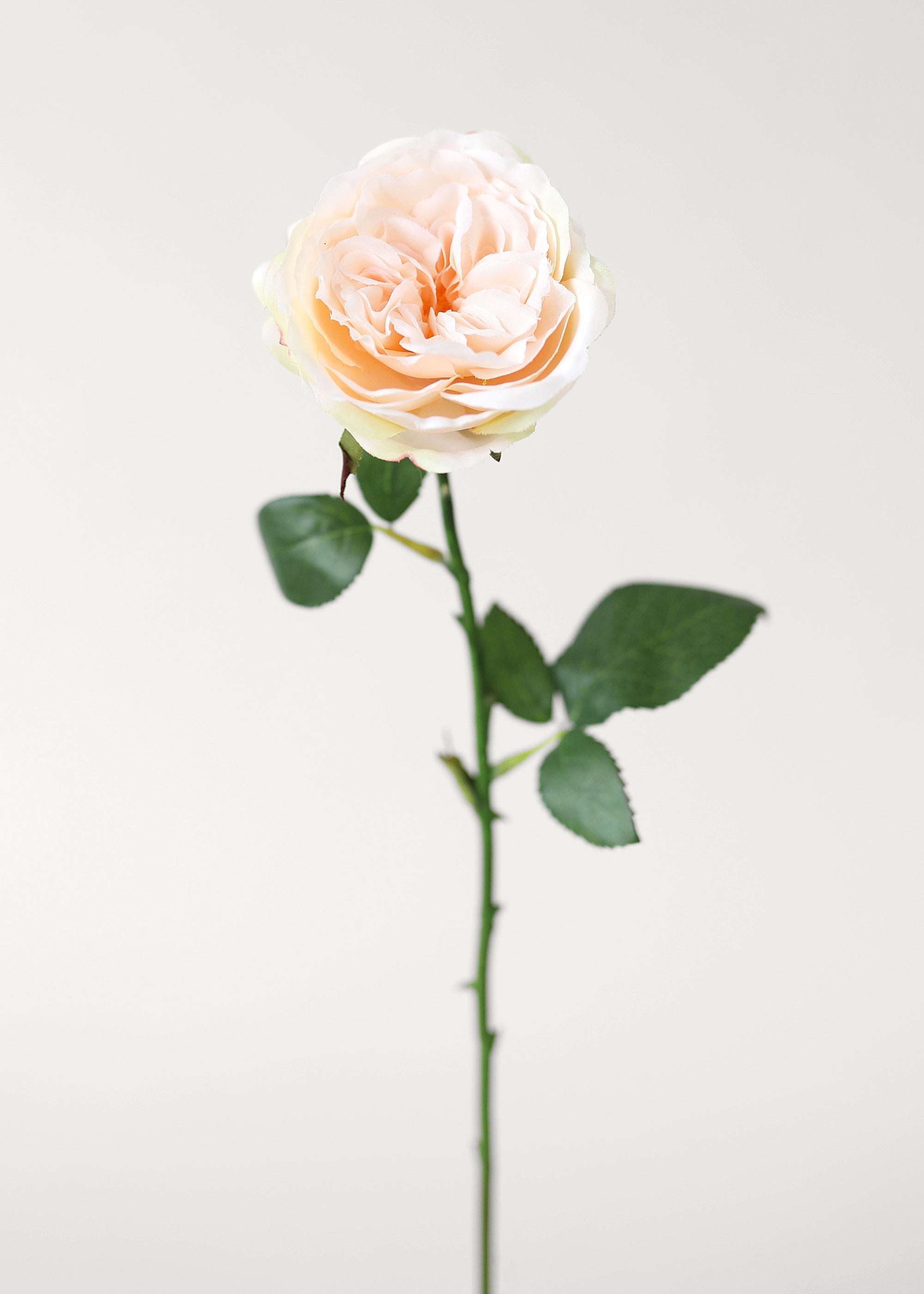 Single apricot-colored silk rose stem