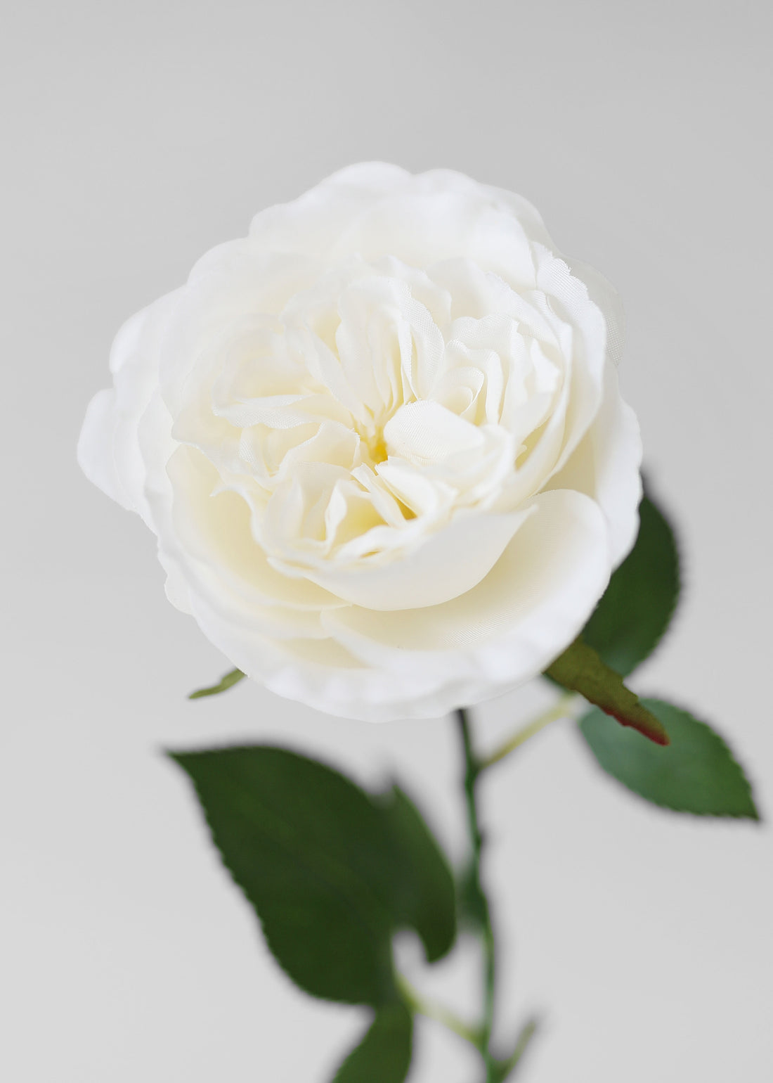 Close-up of White Fake English Cabbage Rose