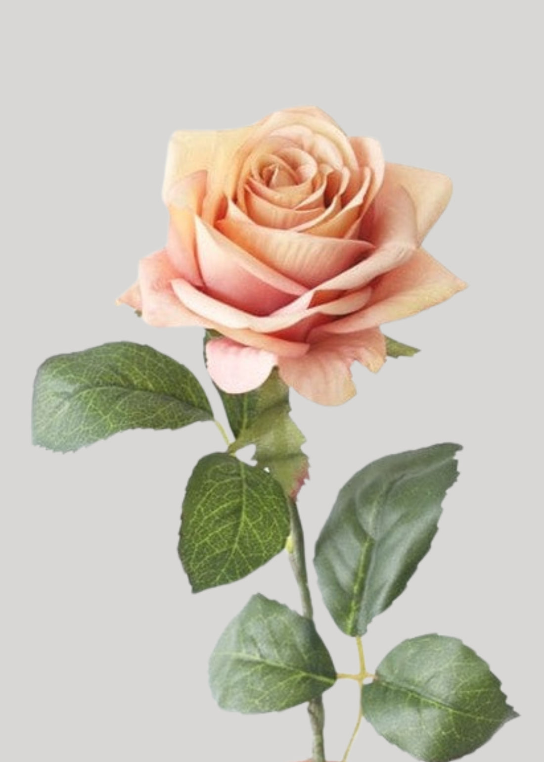 Close-up of Silk Rose