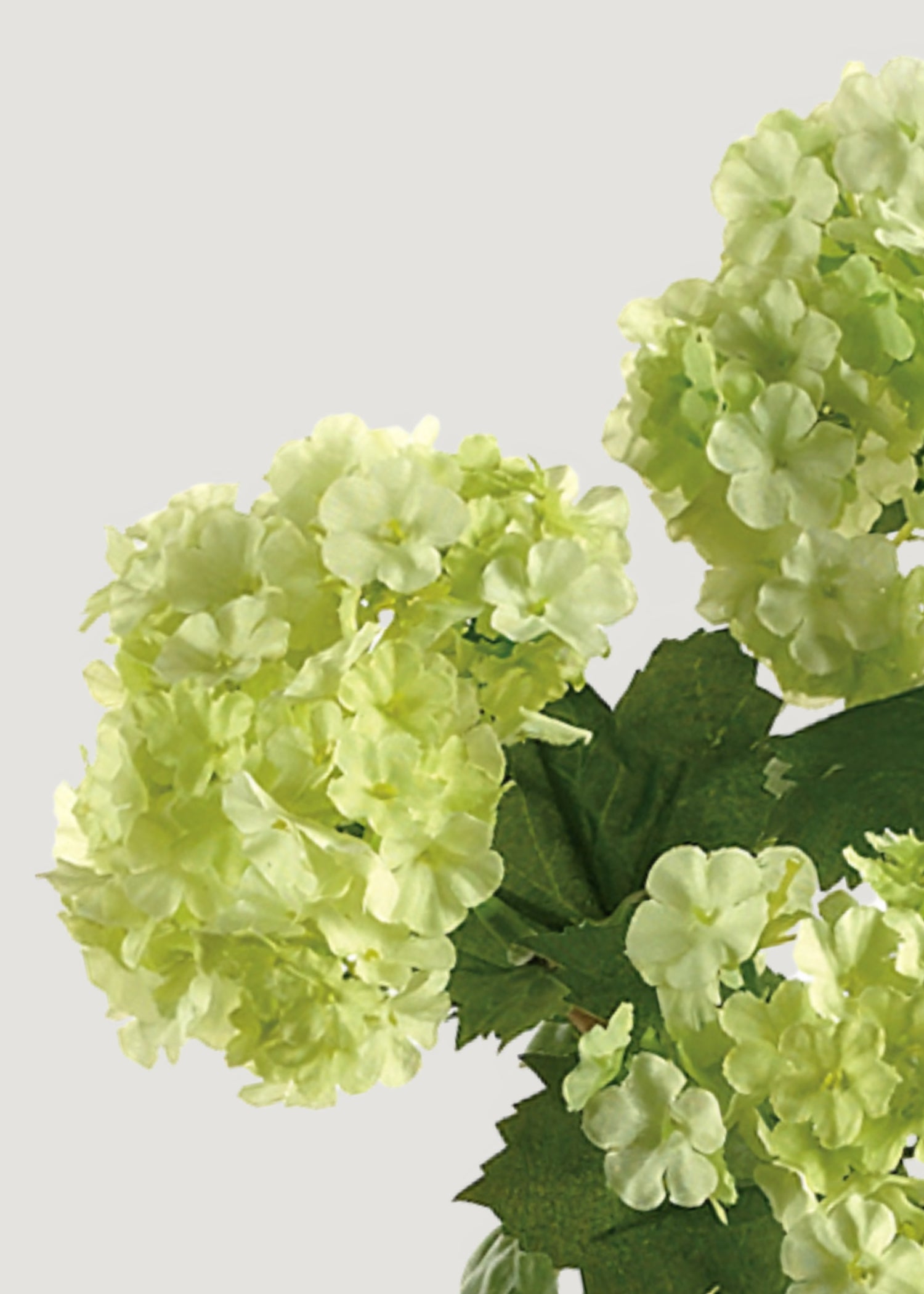 Close-up of green artificial snowball flower bloom