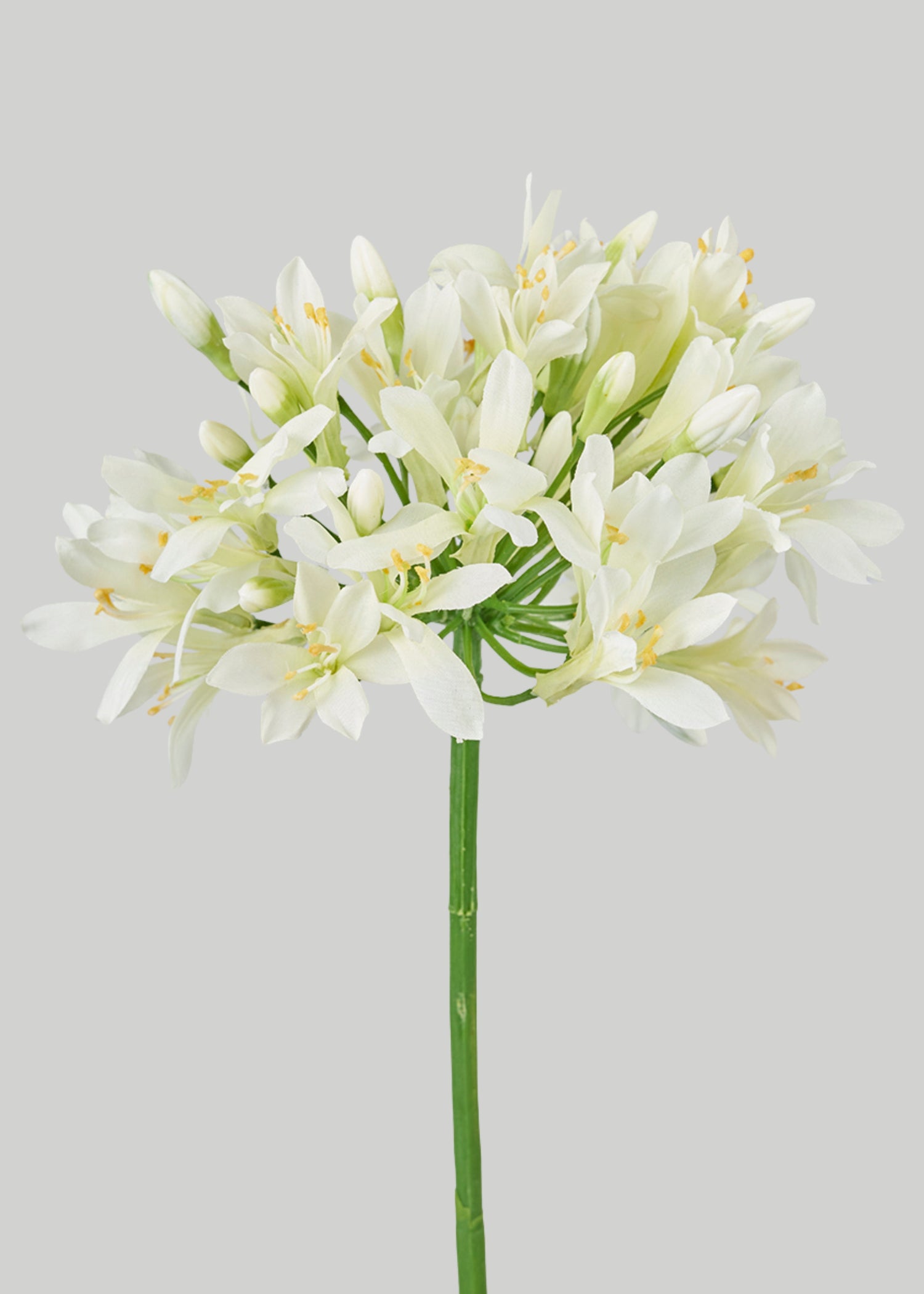Faux Cream Green Agapanthus Flower