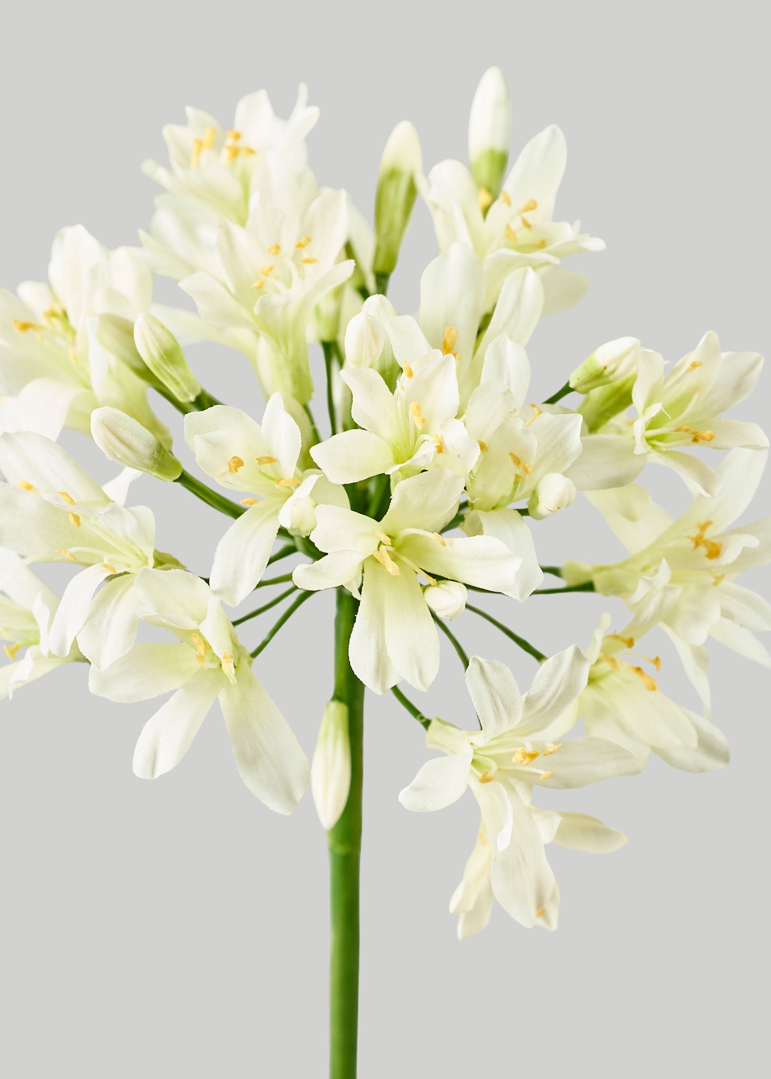 Cream Green Agapanthus