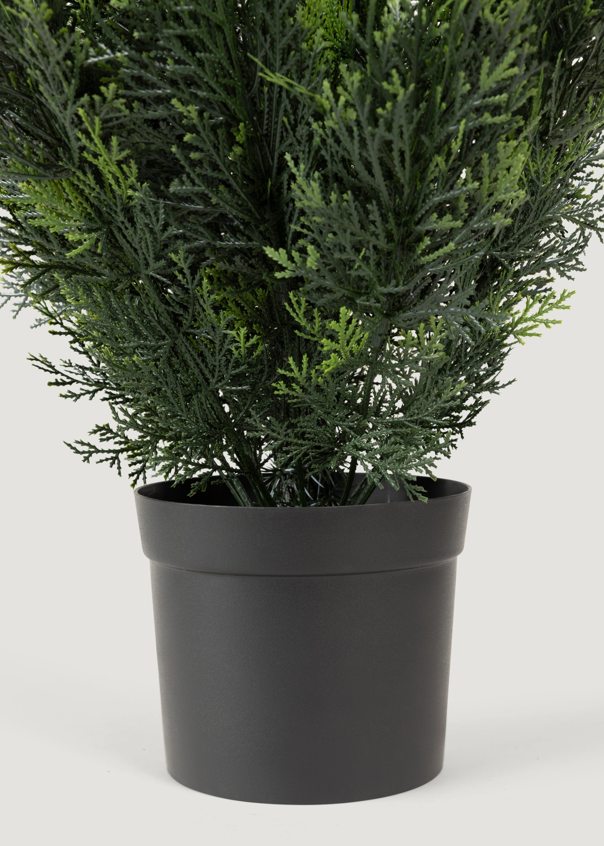 Black Plastic Pot of Cedar Topiary Tree