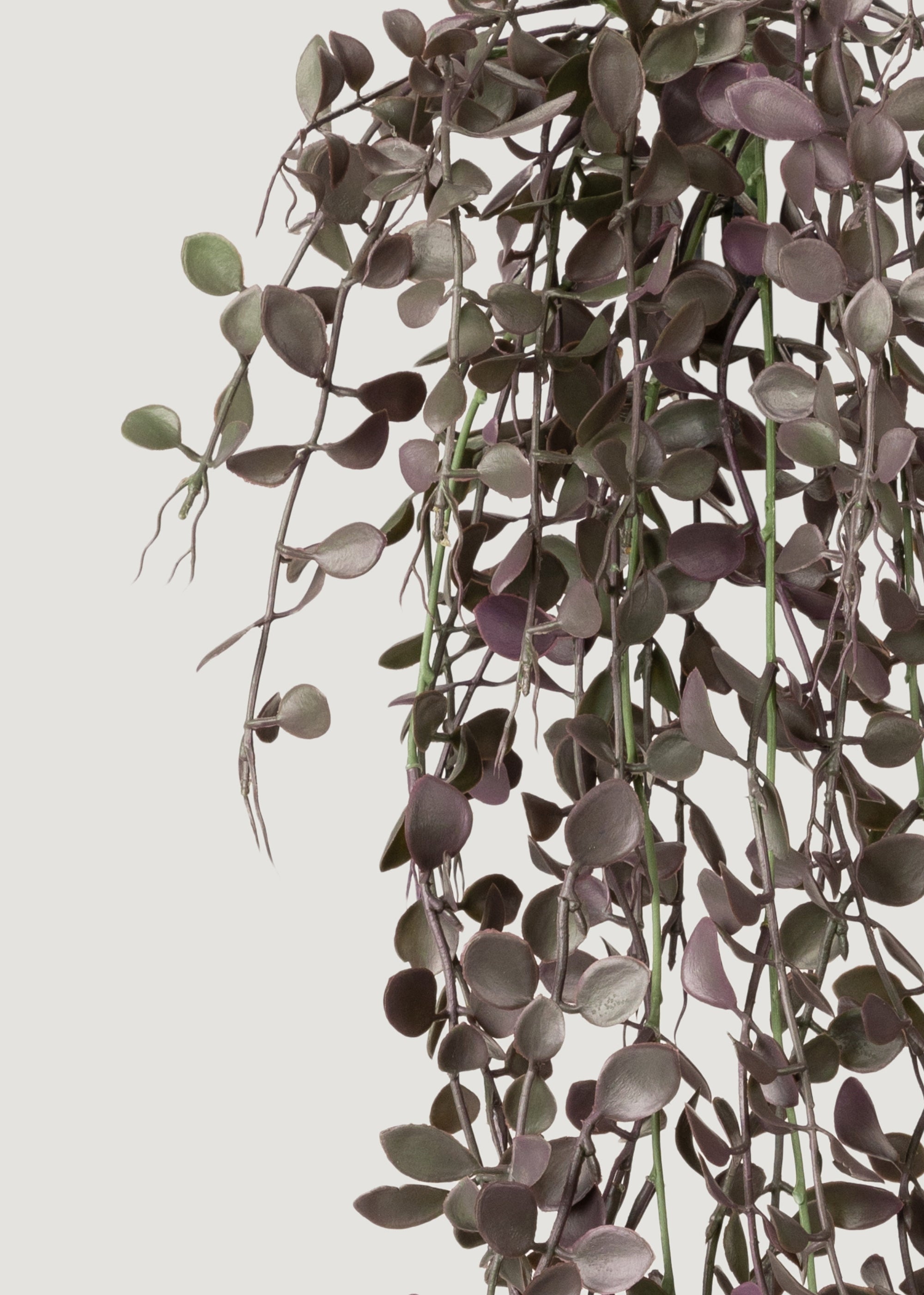 Close-up of Eggplant Green Hanging Plant