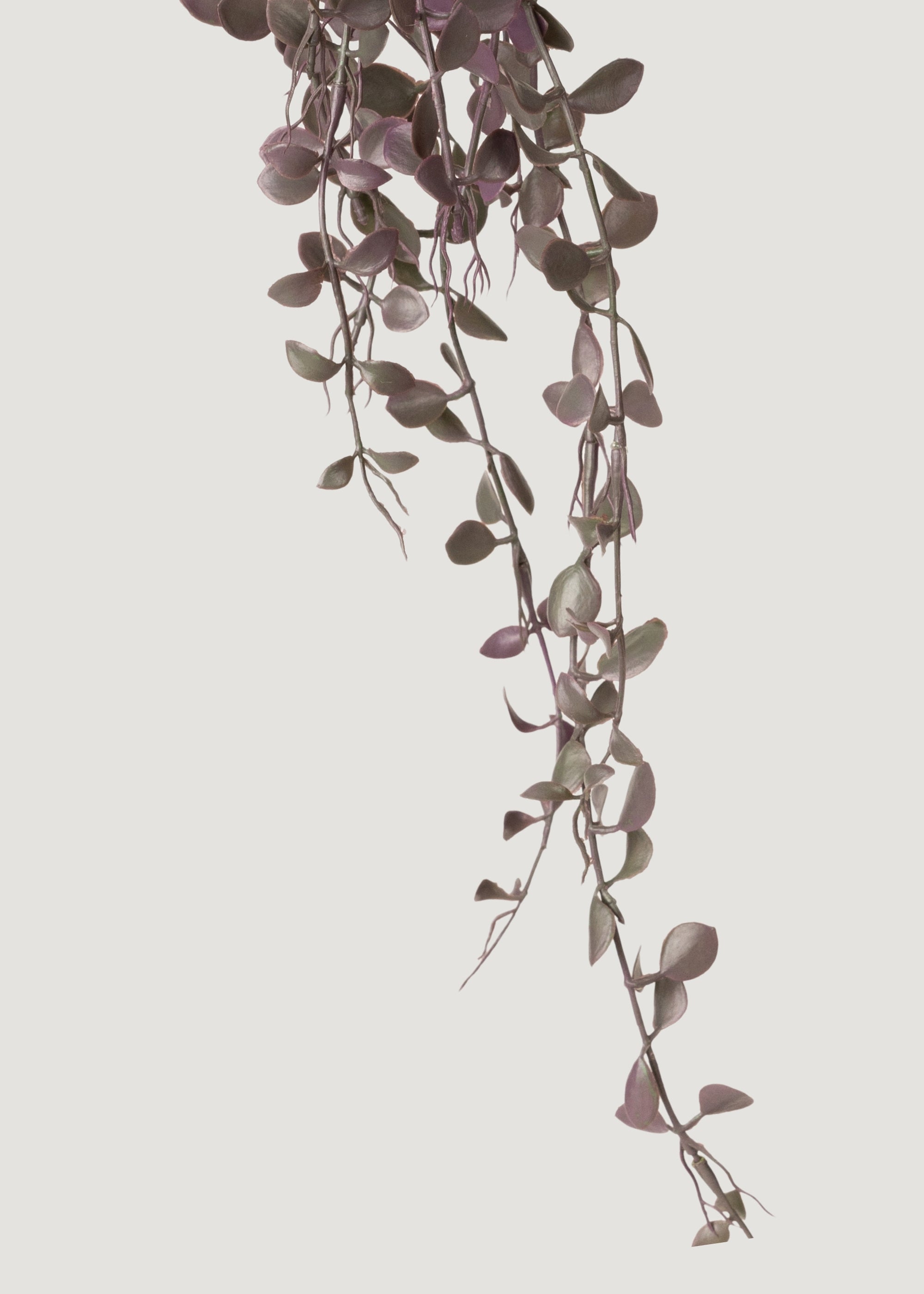 End of Hanging Button Leaf Plant