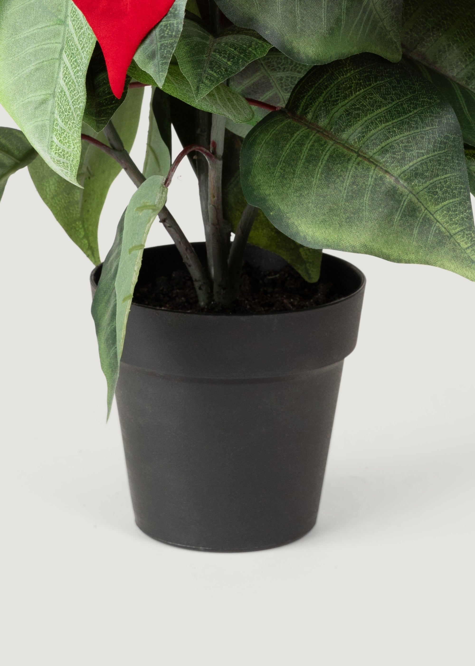 Potted Poinsettia Black Plastic Pot