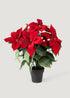 Red Artificial Poinsettia Tree Potted Plant