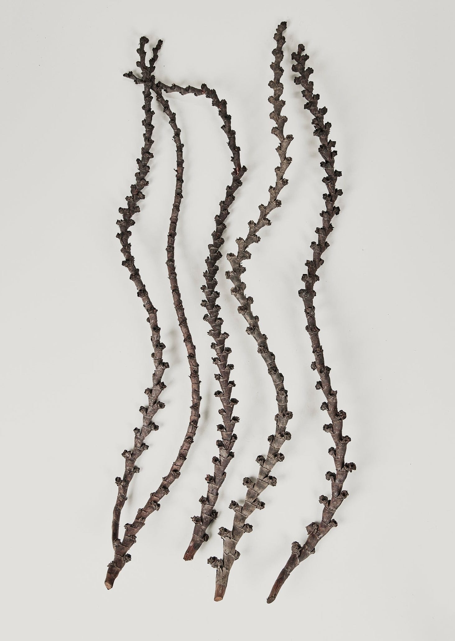 Afloral Bundle of Natural Dried Curled Ladder Branches