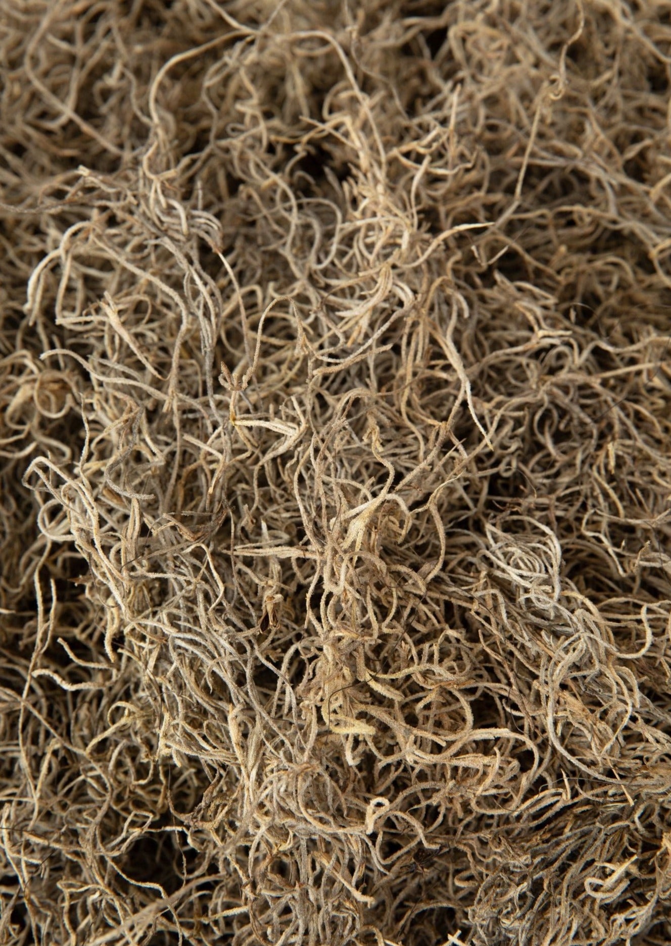 Closeup View of Dried Spanish Moss in Natural Color