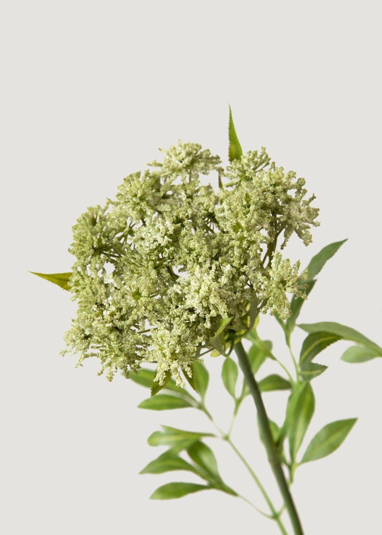 Closeup of Artificial Blooming Queen Annes Lace