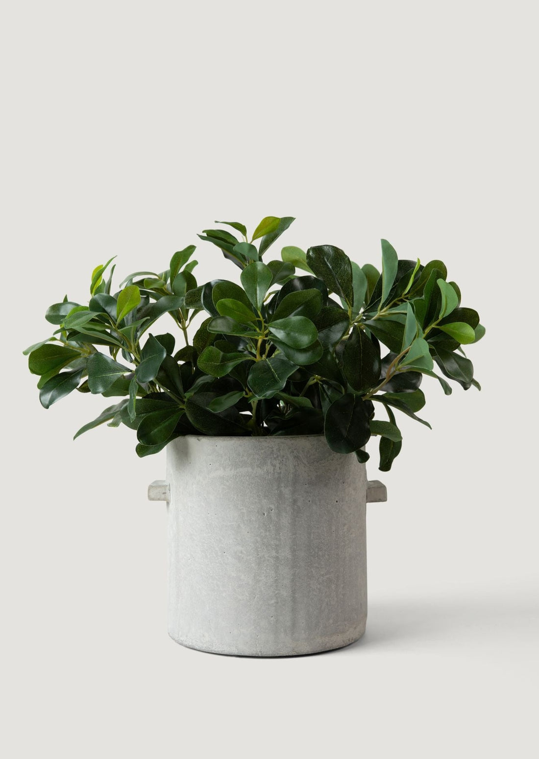 Faux Wax Privet Plant Styled in Serax Concrete Pot