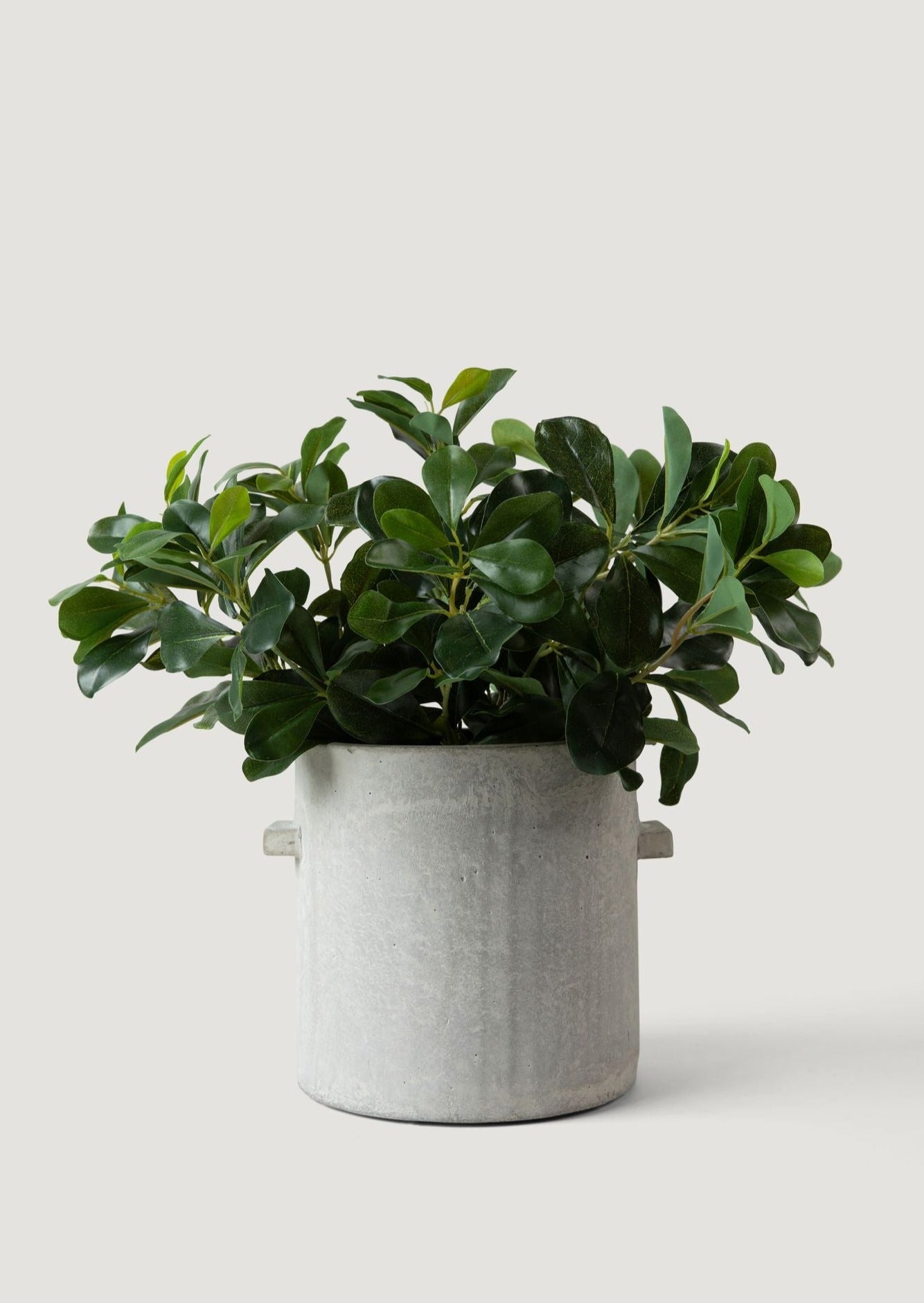Serax Concrete Pot Styled with Faux Wax Privet Plant