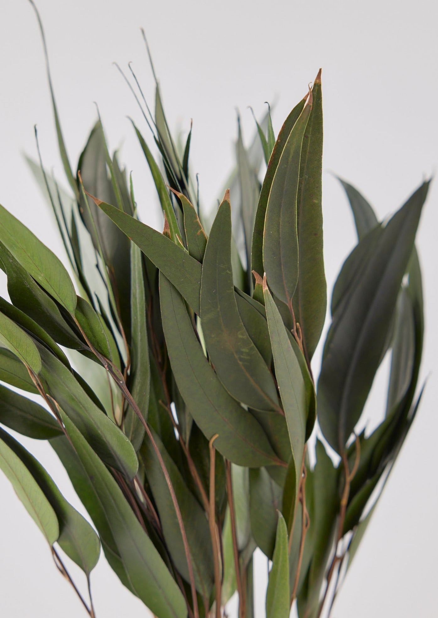 Preserved Leaves Dark Green Weeping Eucalyptus