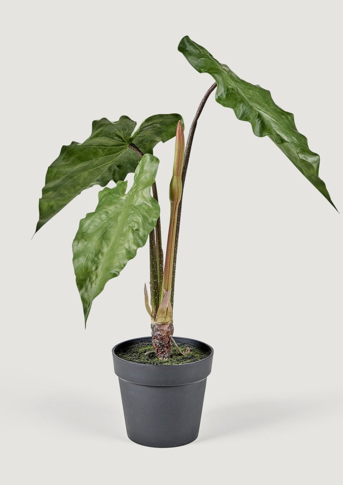 Faux Potted Houseplants Tropical Alocasia Leaves in Pot
