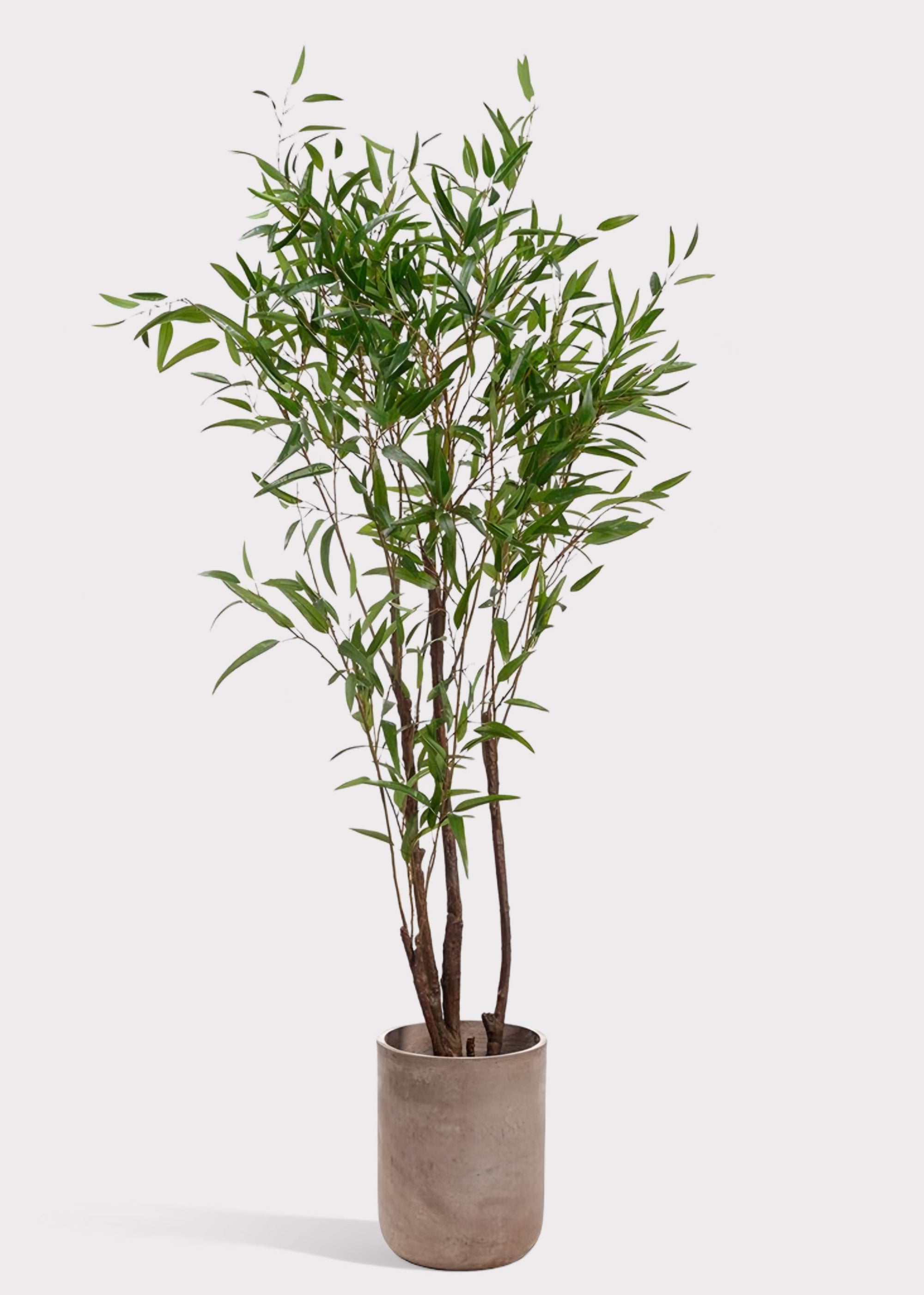 artificial potted plant bamboo 8' Bamboo Tree in Cement Planter - Faux - Green