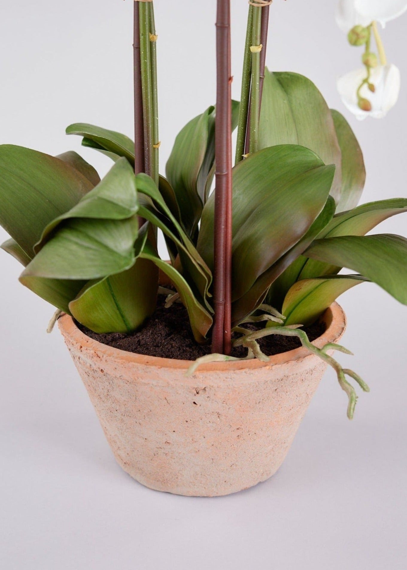Pot and Soil of Faux Orchid Plant in Closeup View