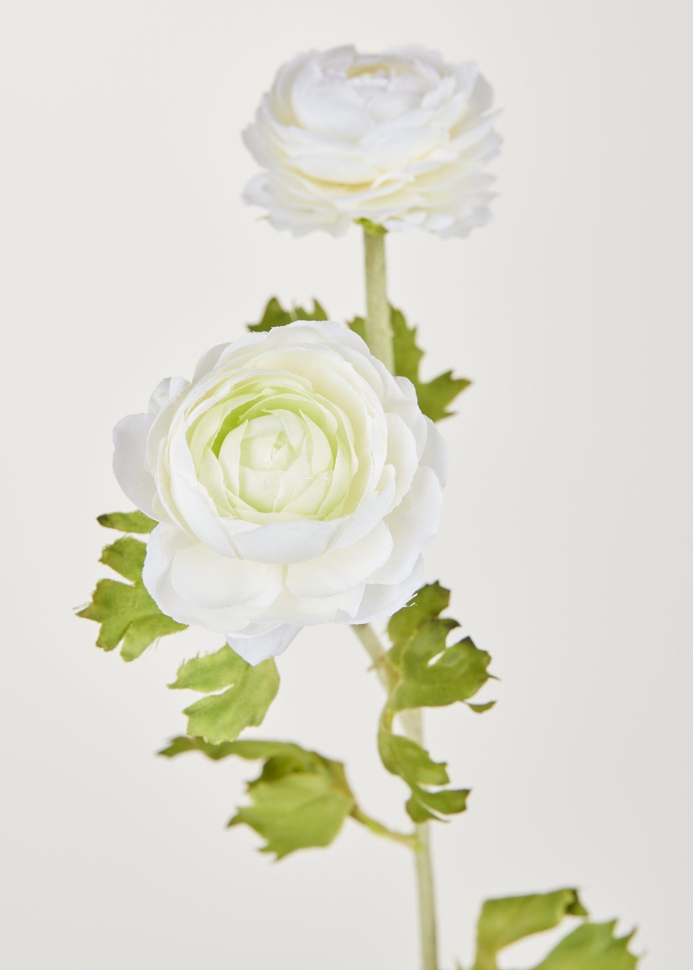 White Faux Ranunculus Flowers in Closeup View