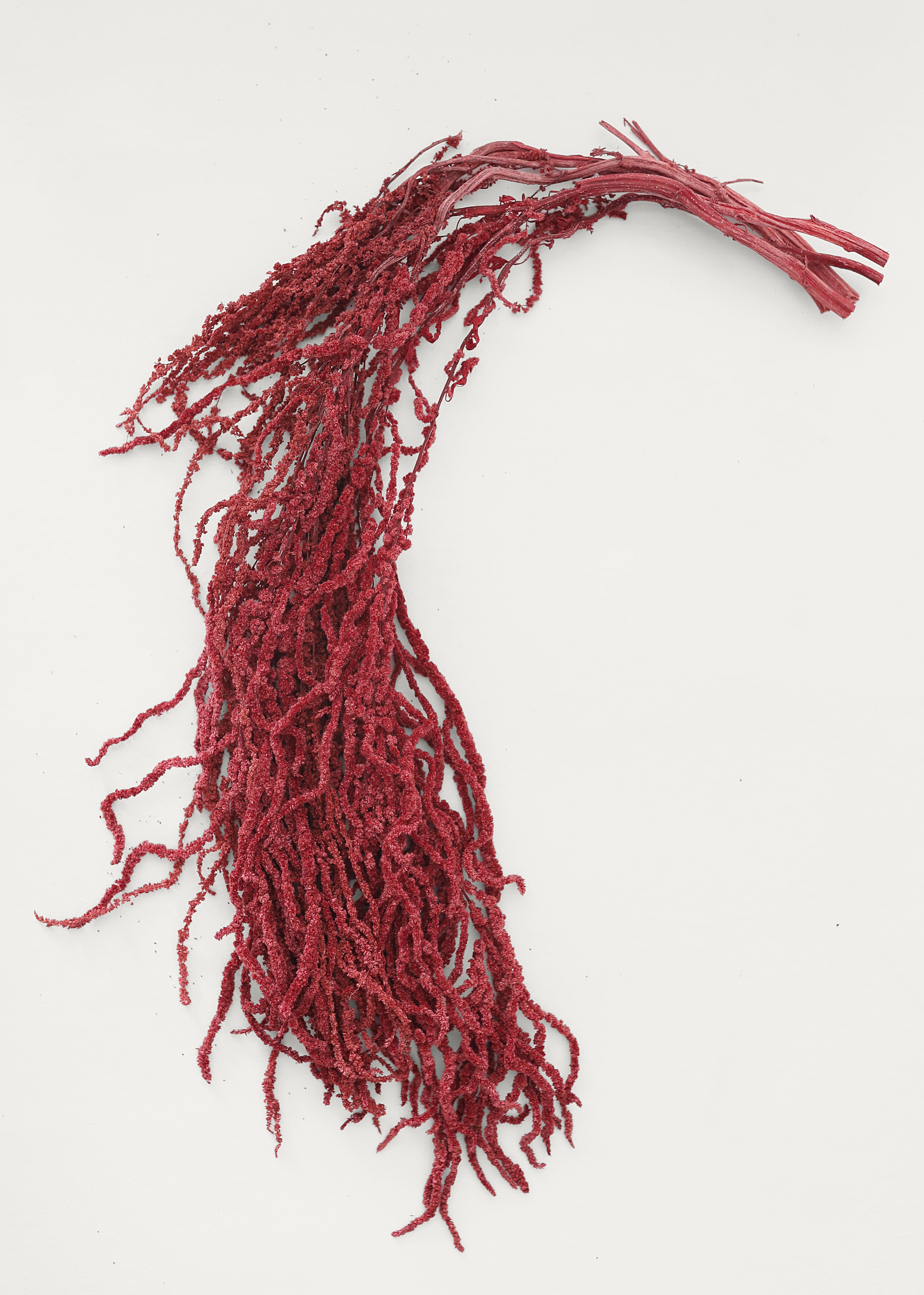 burgundy hanging plant Burgundy Preserved Hanging Amaranthus