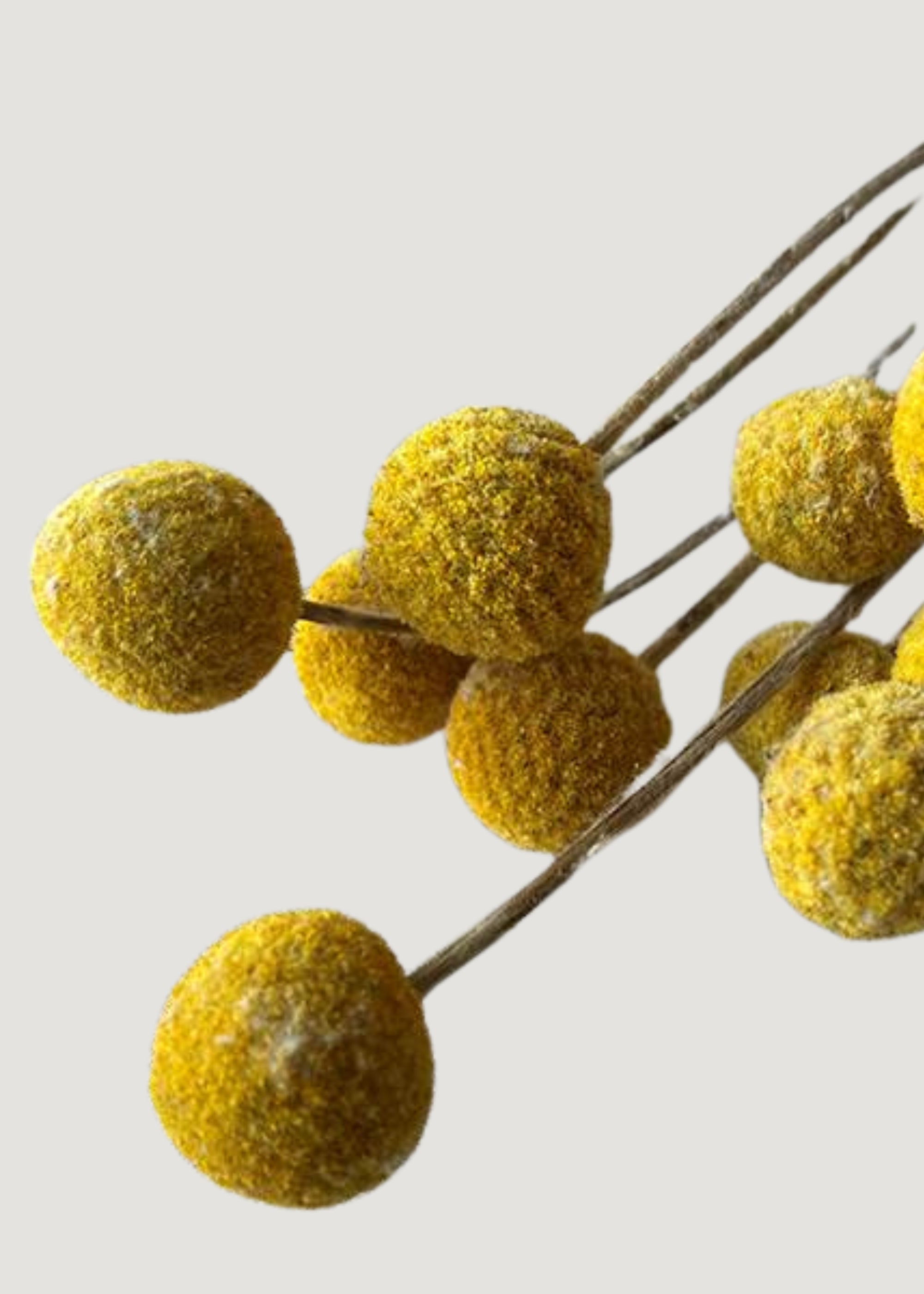 Close up of dried billy buttons