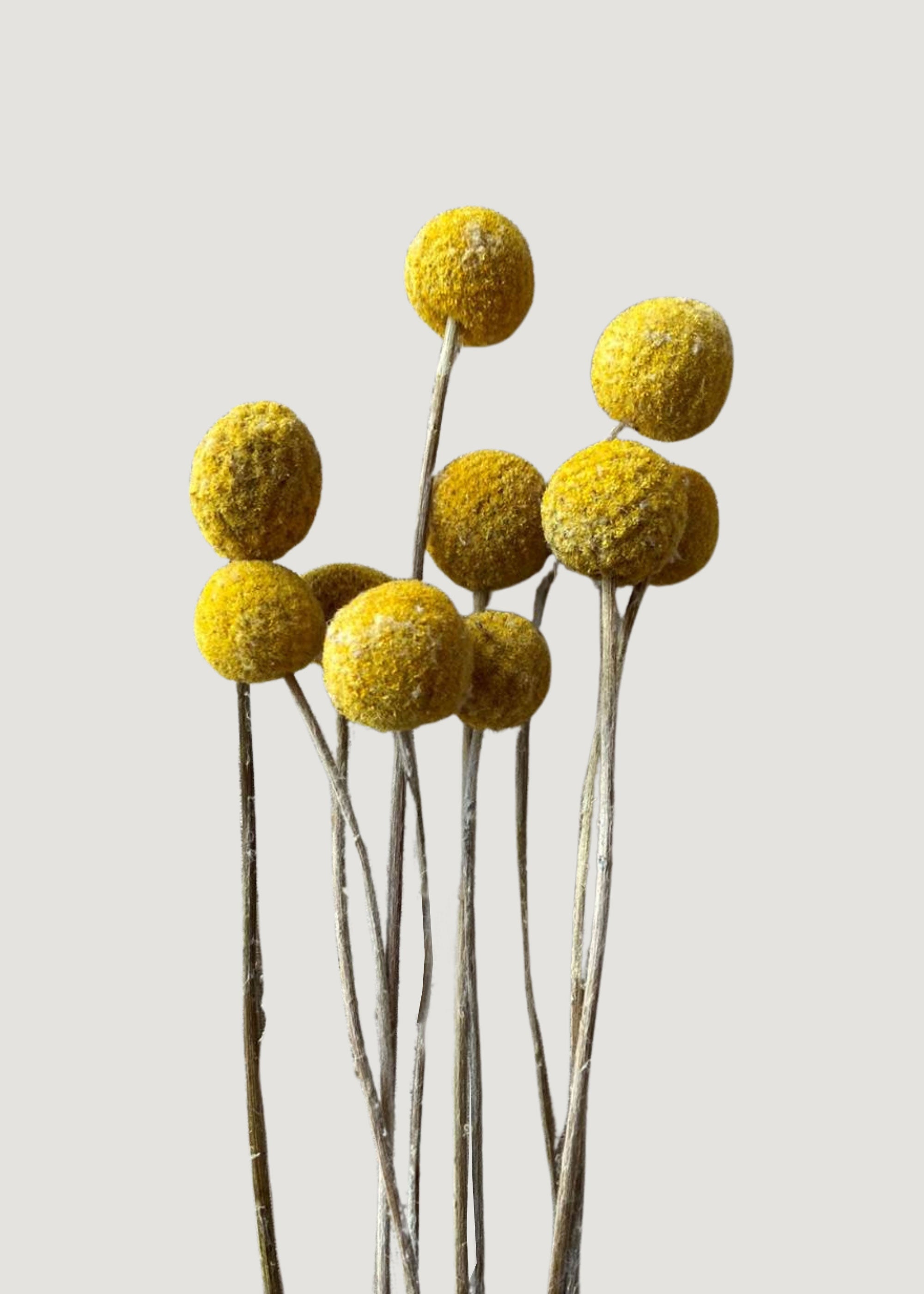 Bundle of 10 Dried Yellow Craspedia Billy Button Flowers