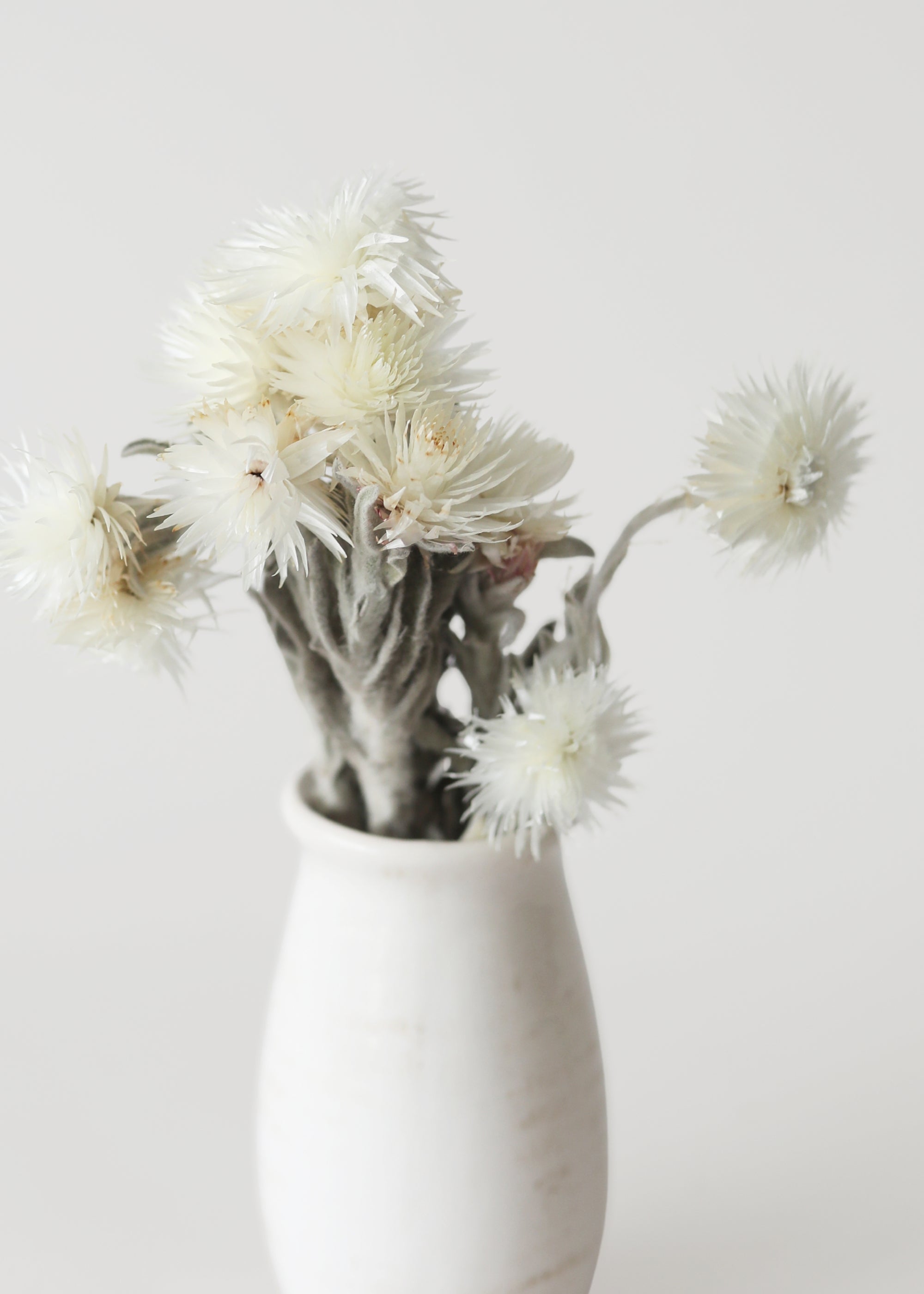 dried everlastings in a white vase