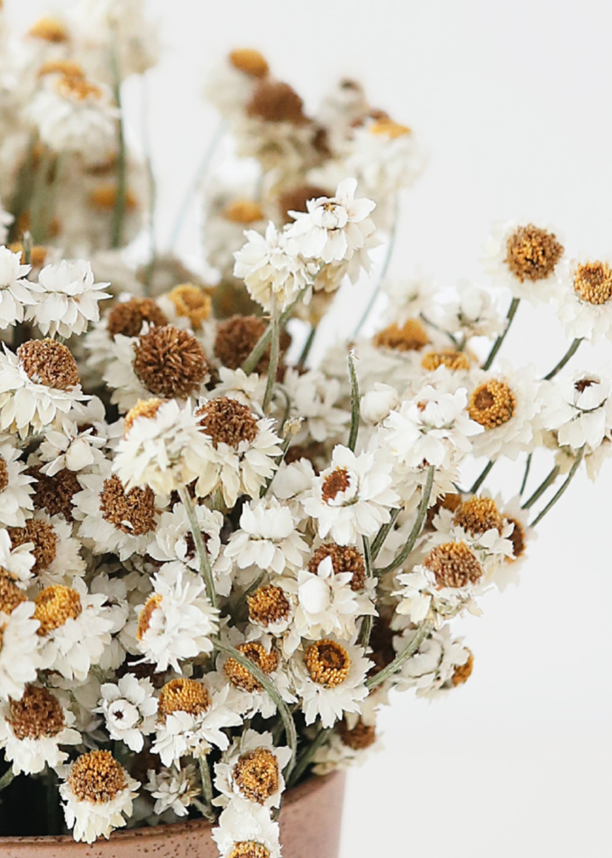 Close-up of dried ammobium flowers
