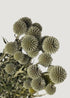 Green Preserved Echinops Globe Thistles