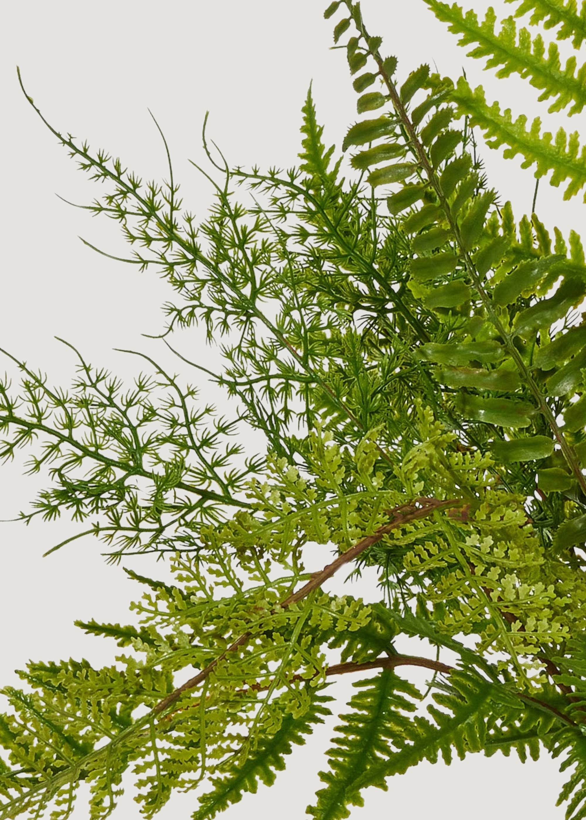 Close-up of fake fern plant