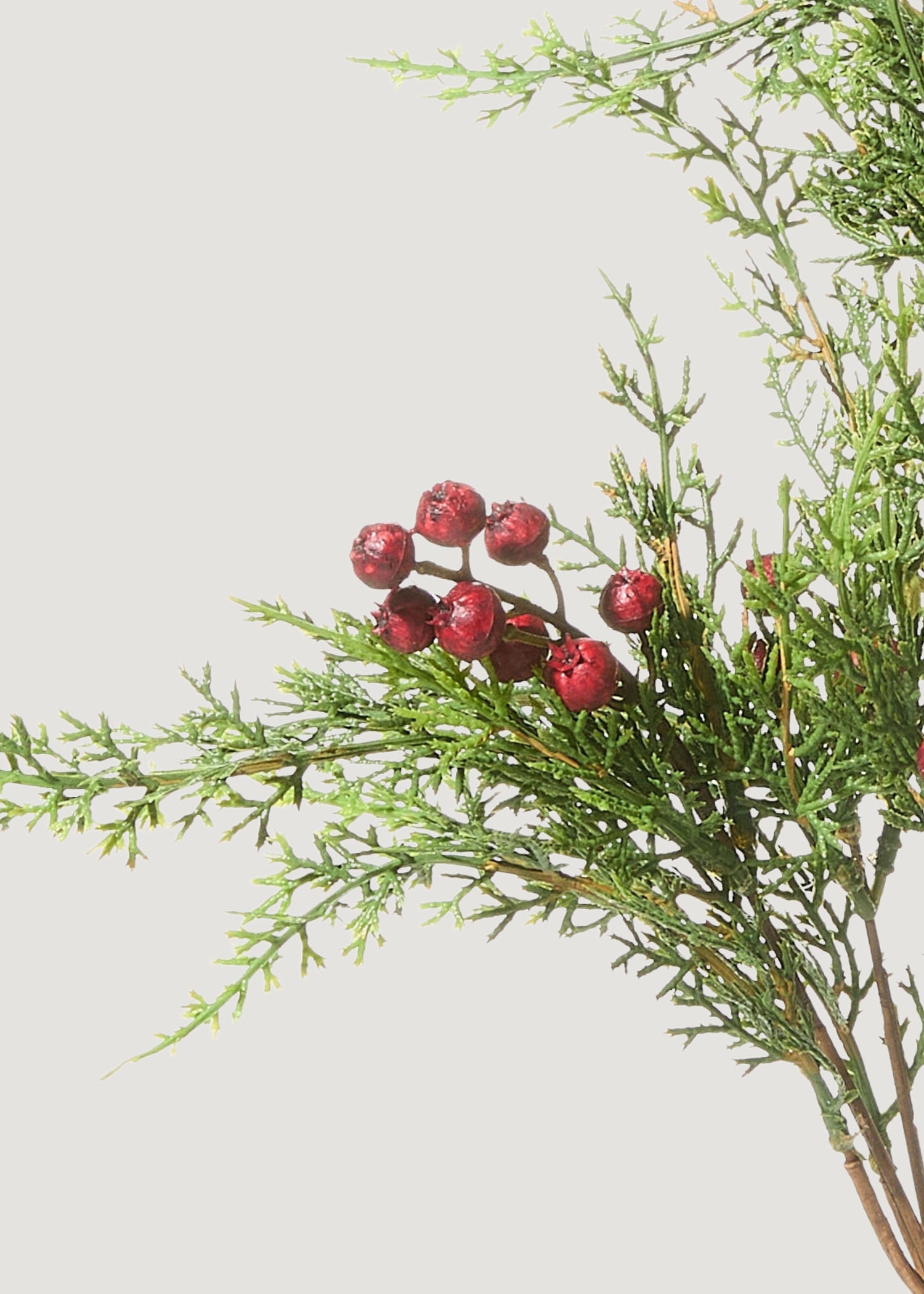 Close-up of Cedar with red berries