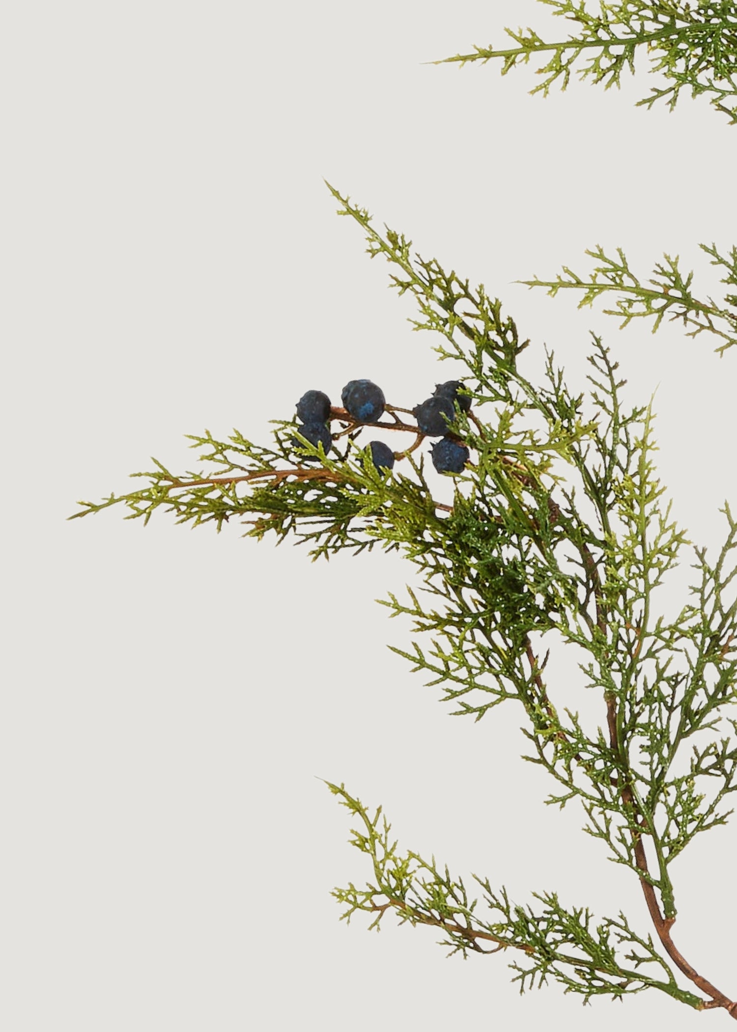 Close-up of Fake Juniper Branch with Berries