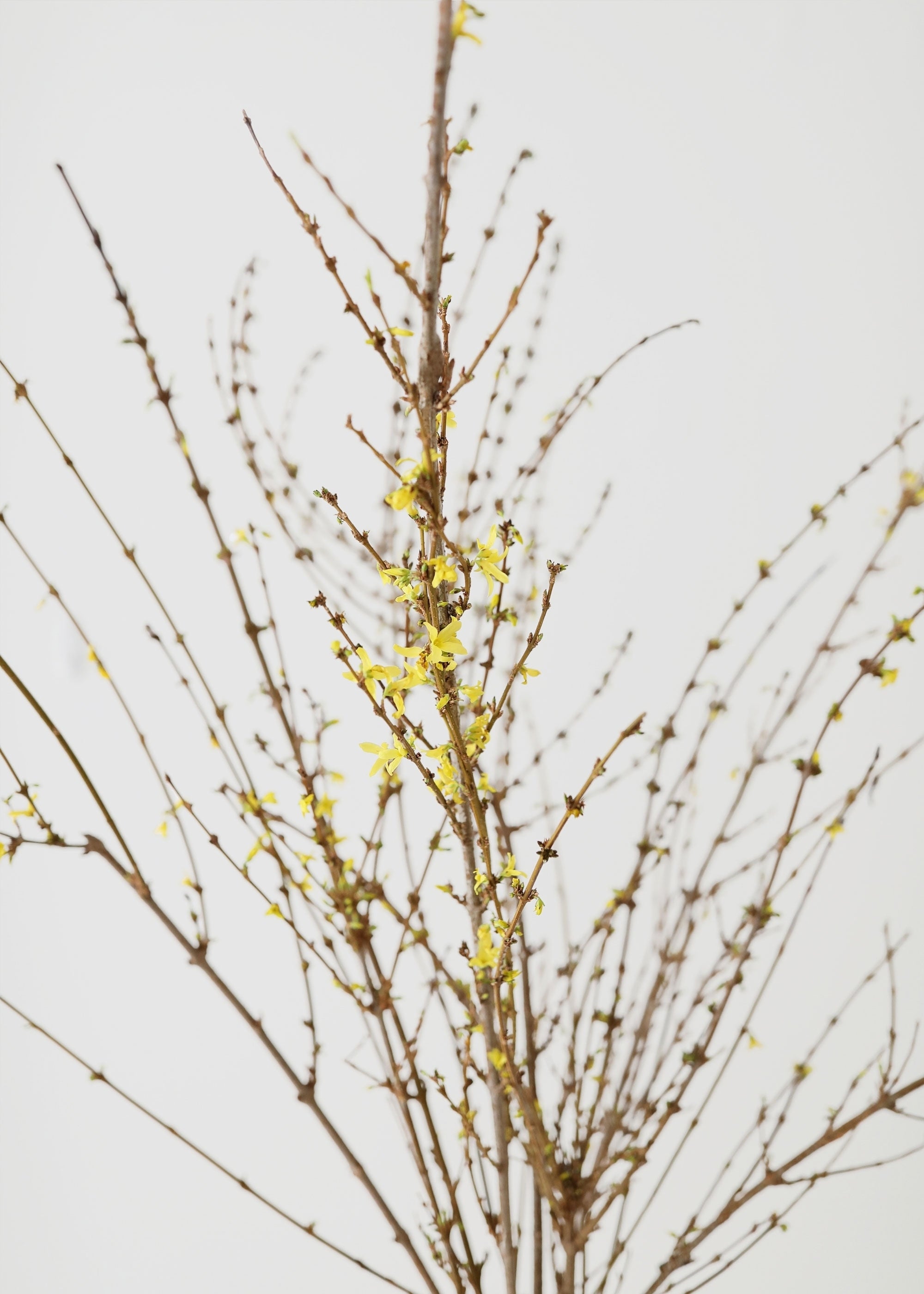 Fresh Forsythia Branches