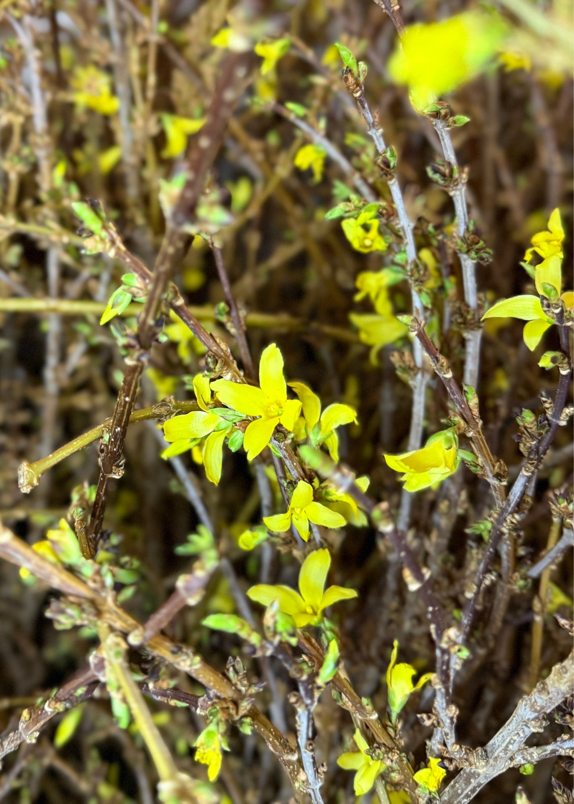 close up of fresh forsythia flower branches